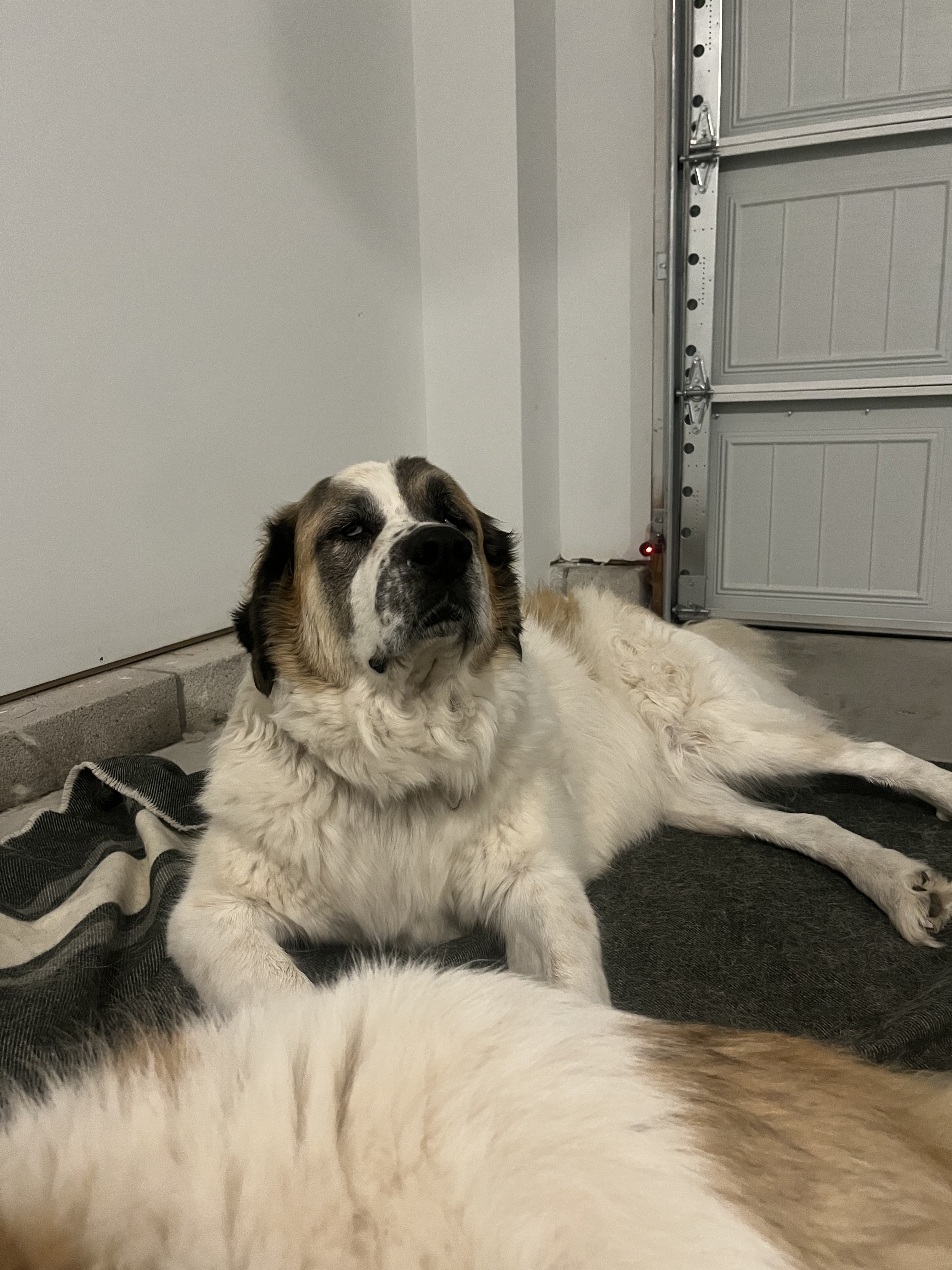 adoptable Dog in Alpharetta,GA named Ahavah