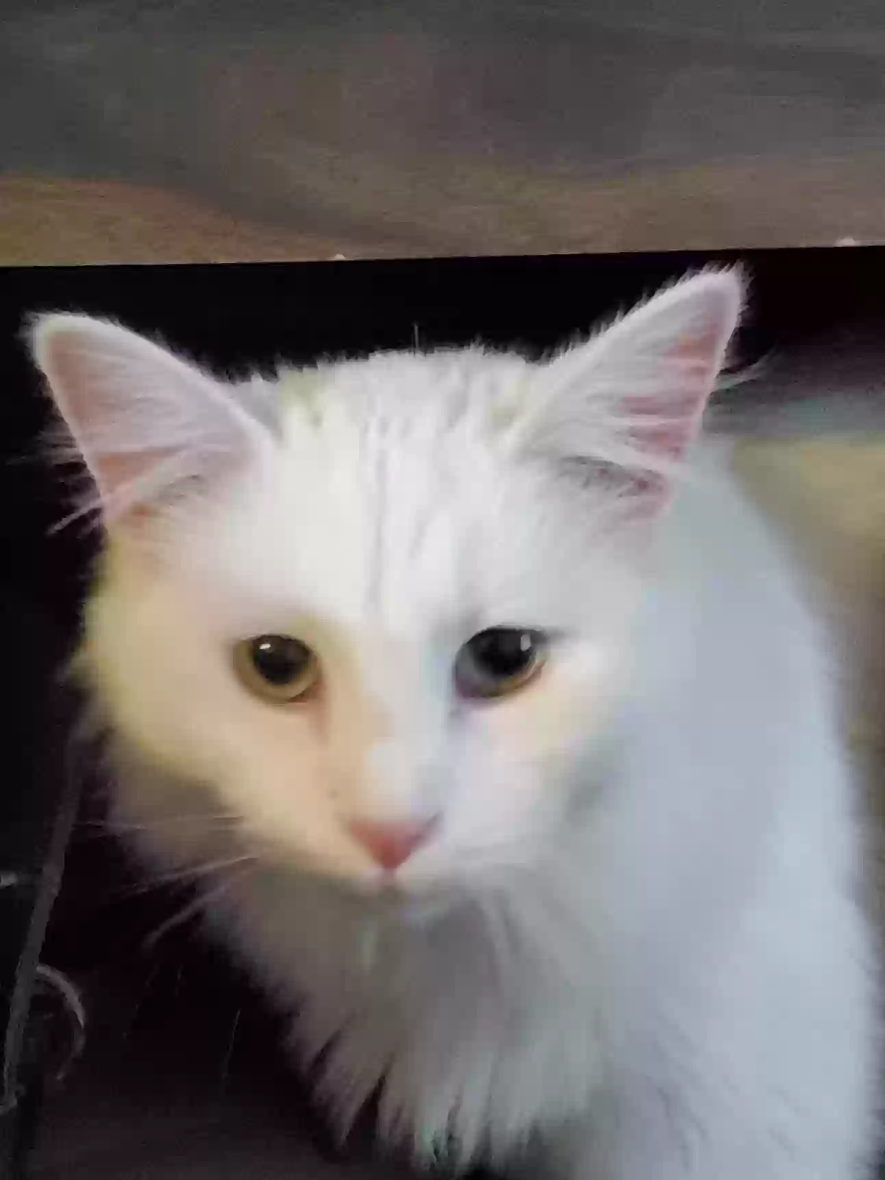 adoptable Cat in Rochester,IL named Not available