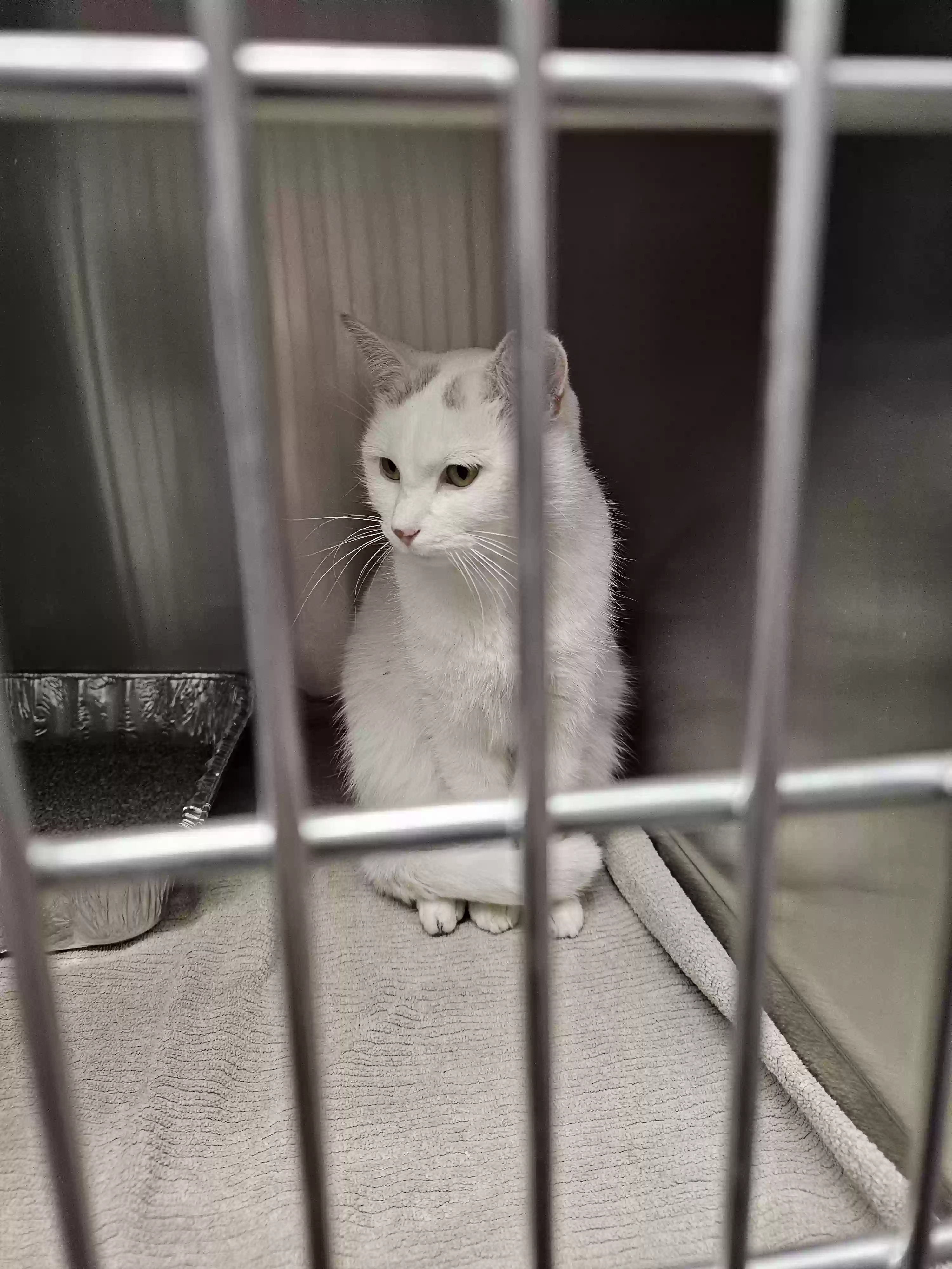 adoptable Cat in Louisville,KY named Smudge
