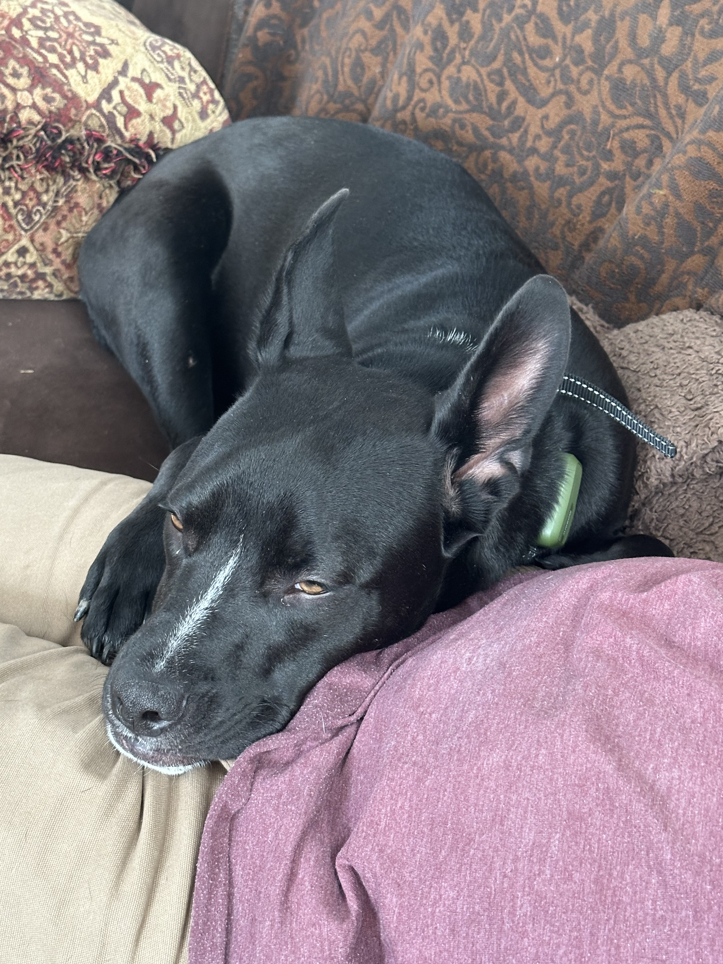 adoptable Dog in San Antonio,TX named Dixie