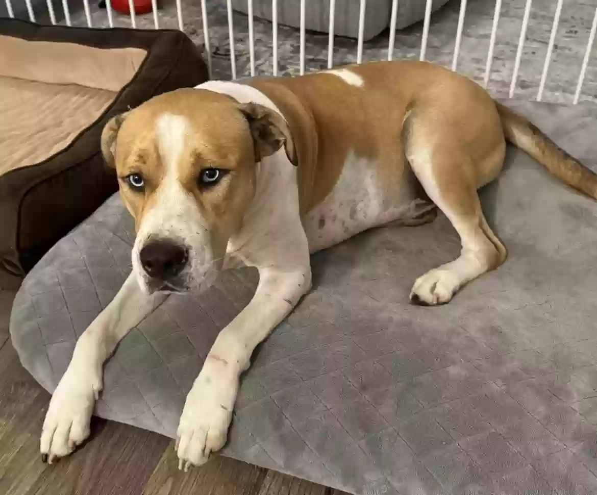 adoptable Dog in Fayetteville,NC named Woody