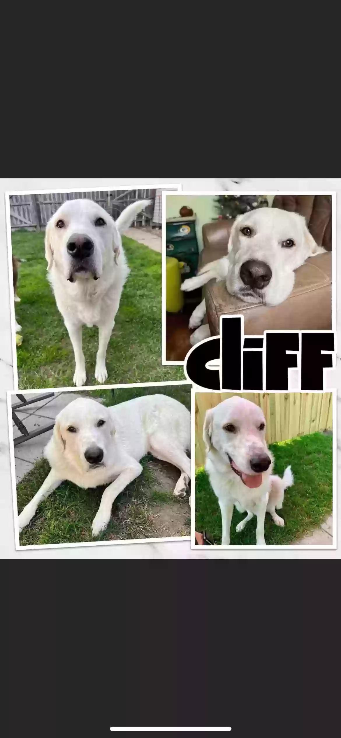 adoptable Dog in Elk River,MN named Cliff
