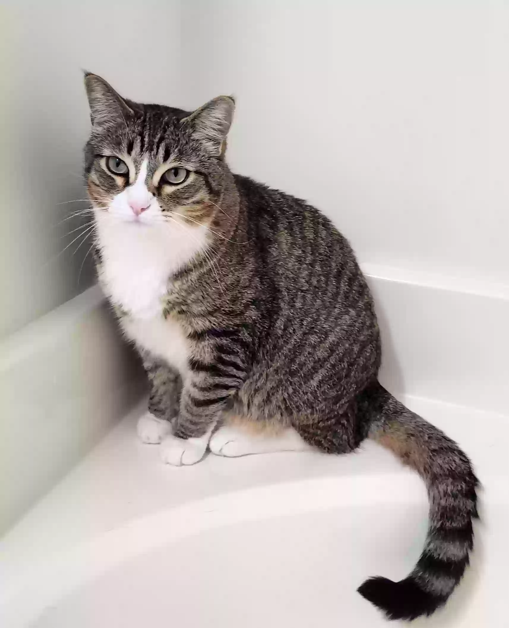 adoptable Cat in Macon,GA named Rufio