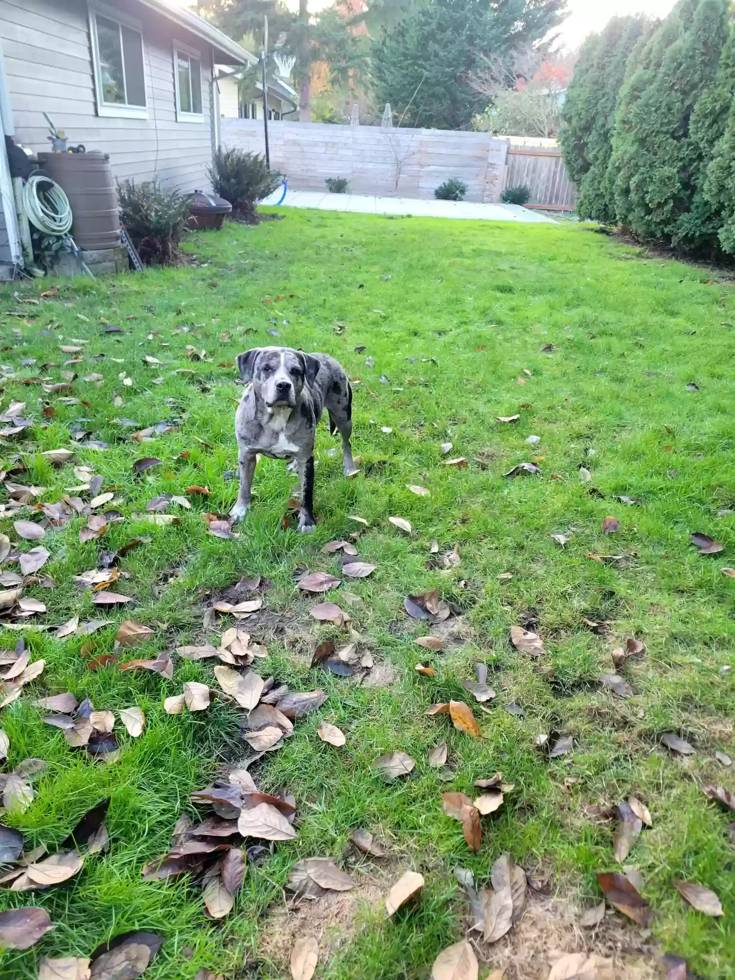 adoptable Dog in Bellevue,WA named Burger