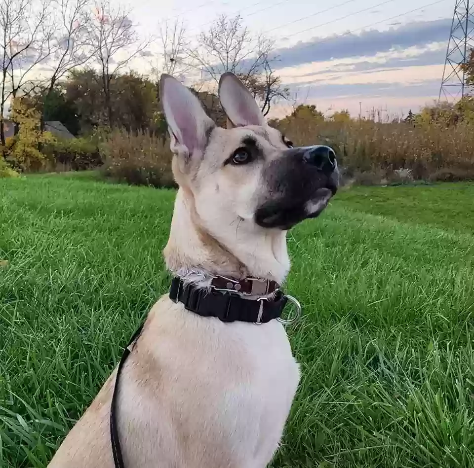 adoptable Dog in Rockford,IL named Jax
