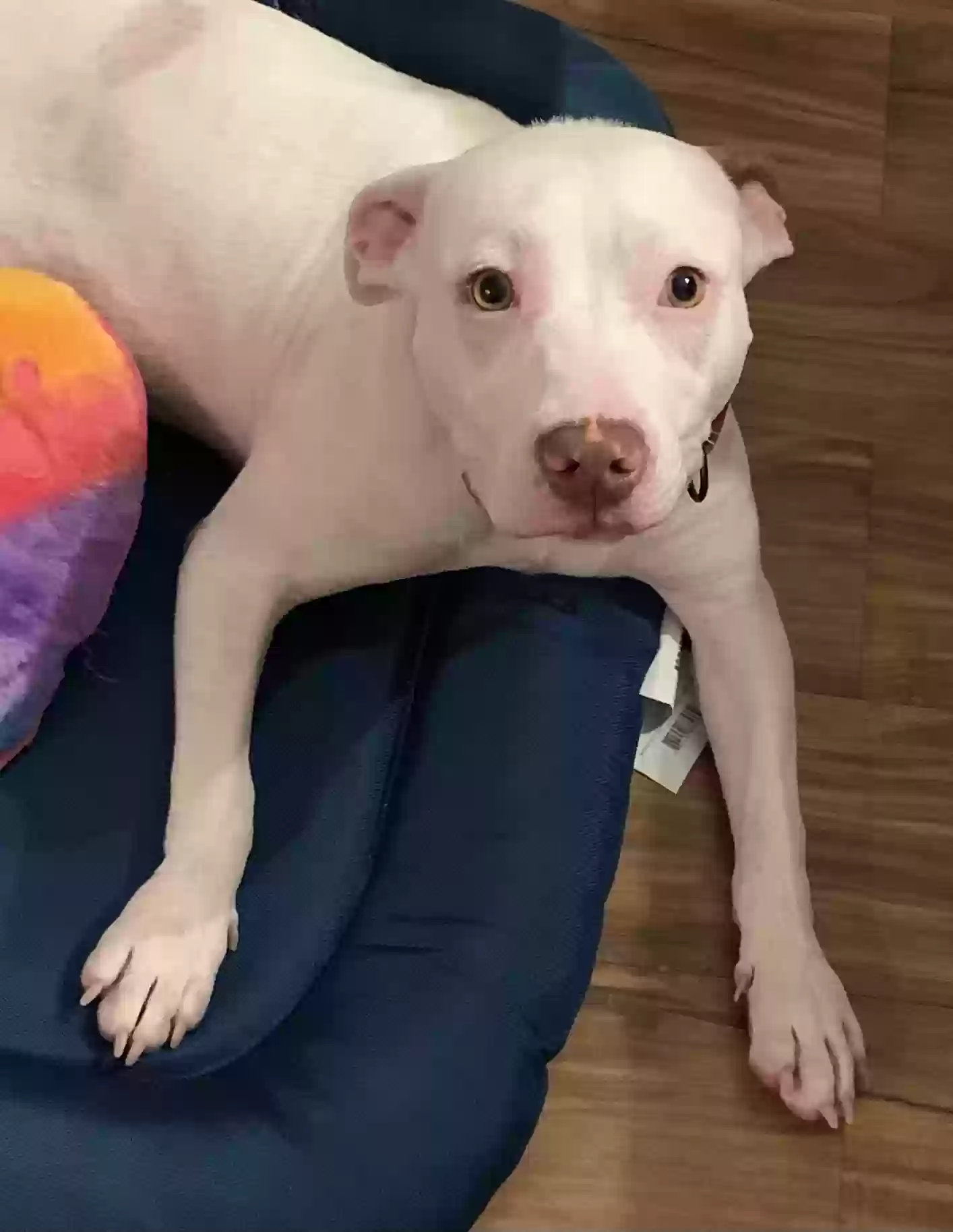adoptable Dog in Apex,NC named Queenie