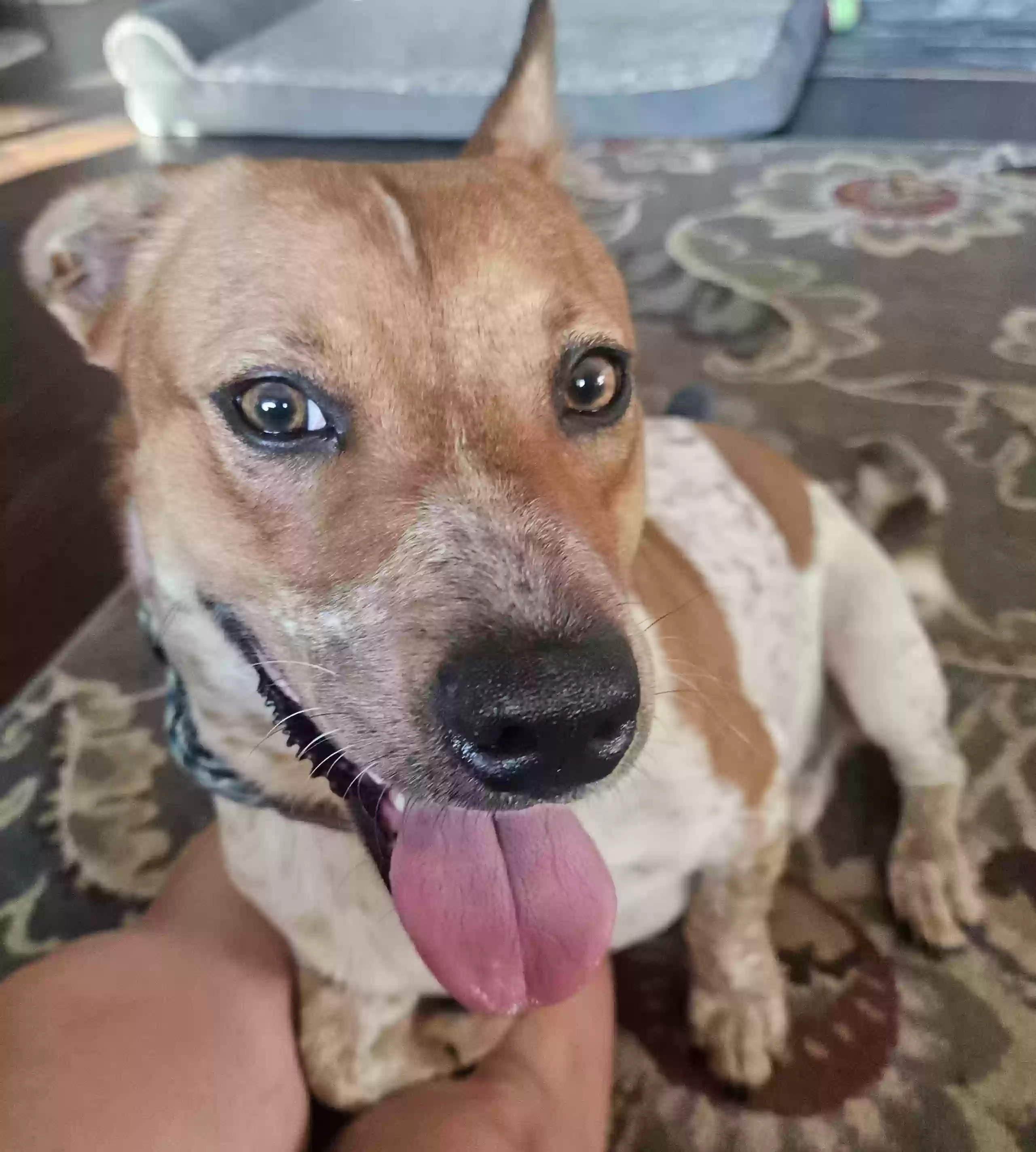 adoptable Dog in Spring,TX named Max