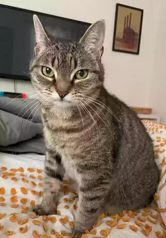 adoptable Cat in East Greenwich,RI named Kiki