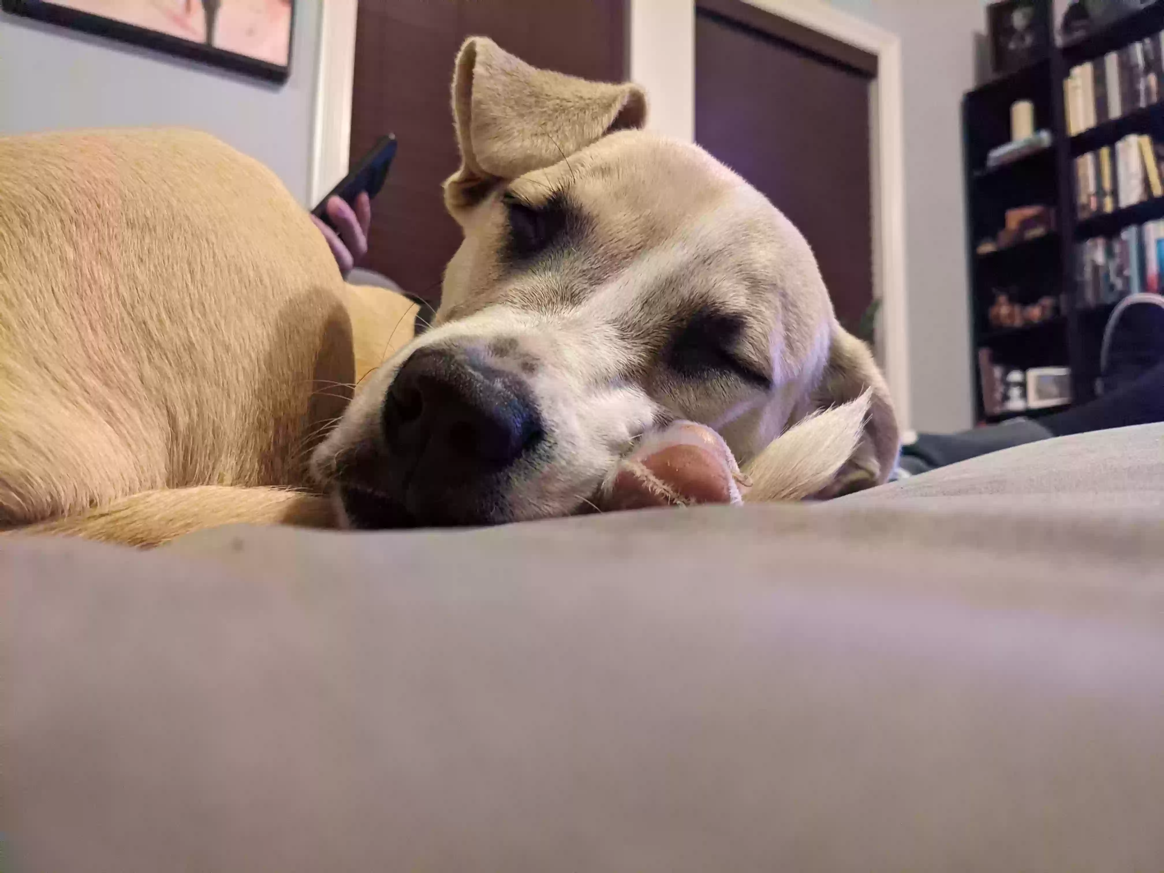 adoptable Dog in Hammond,LA named Taysom