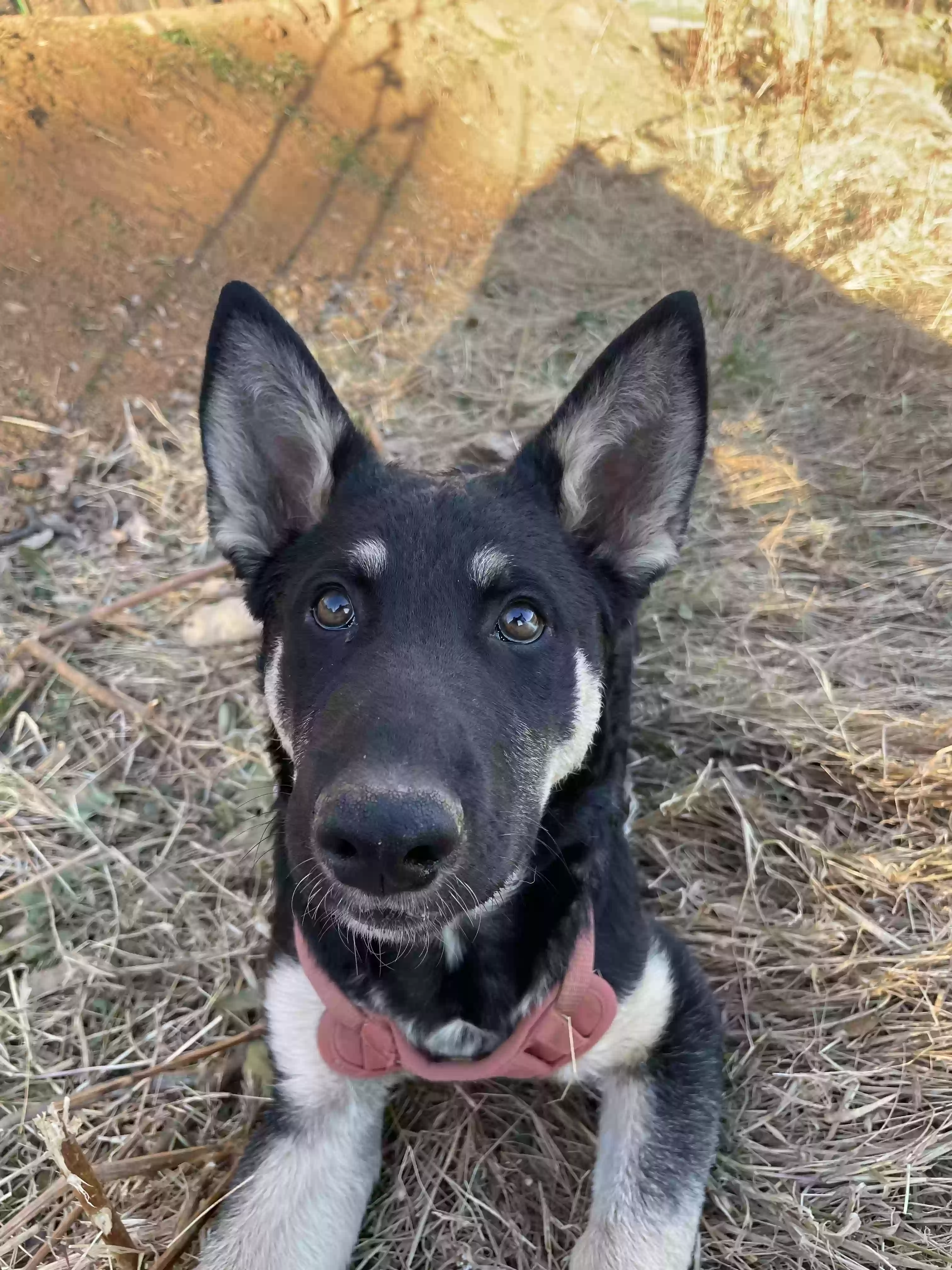 adoptable Dog in Sonora,CA named Bear