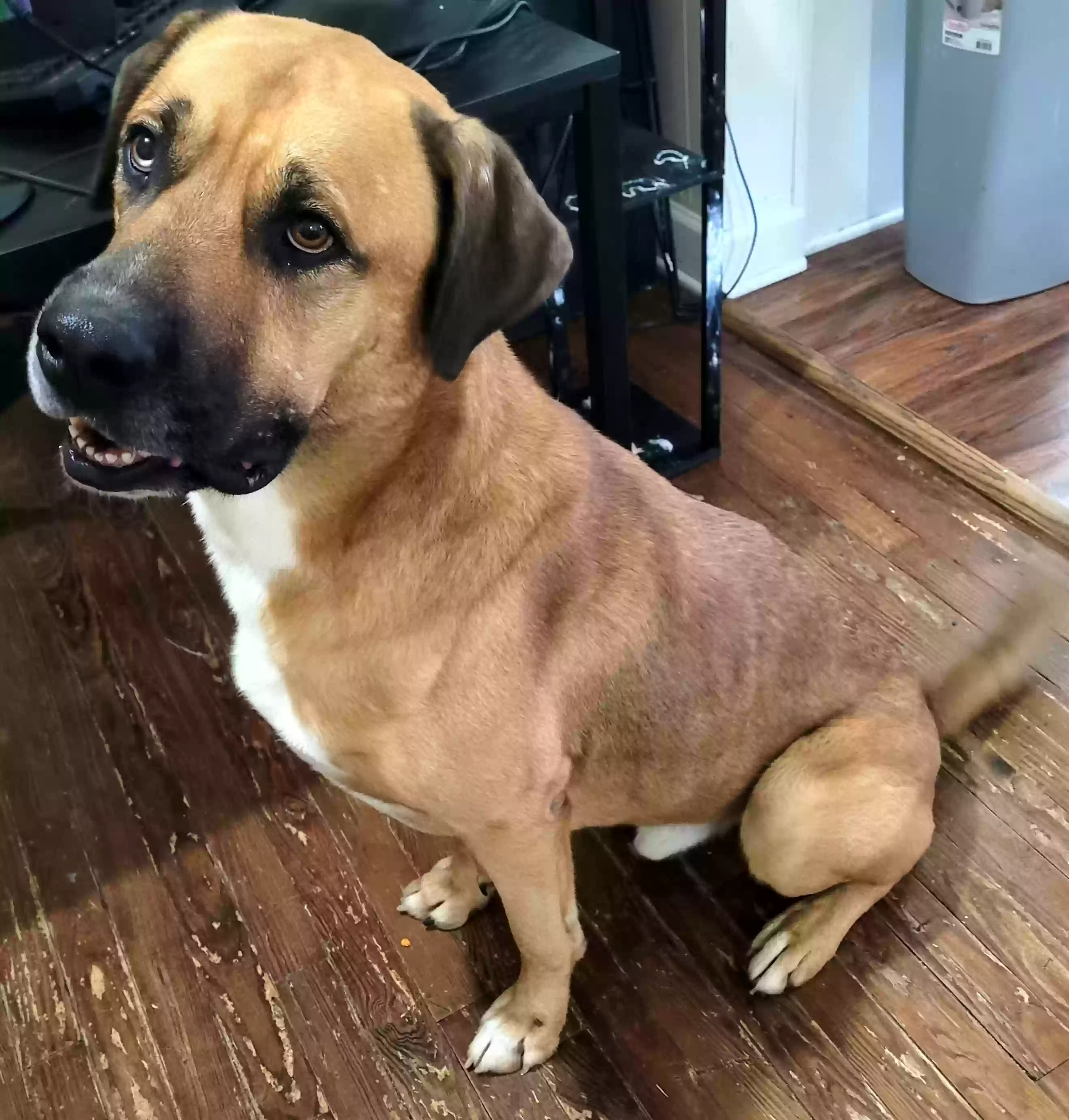 adoptable Dog in Calhoun,GA named Thancred