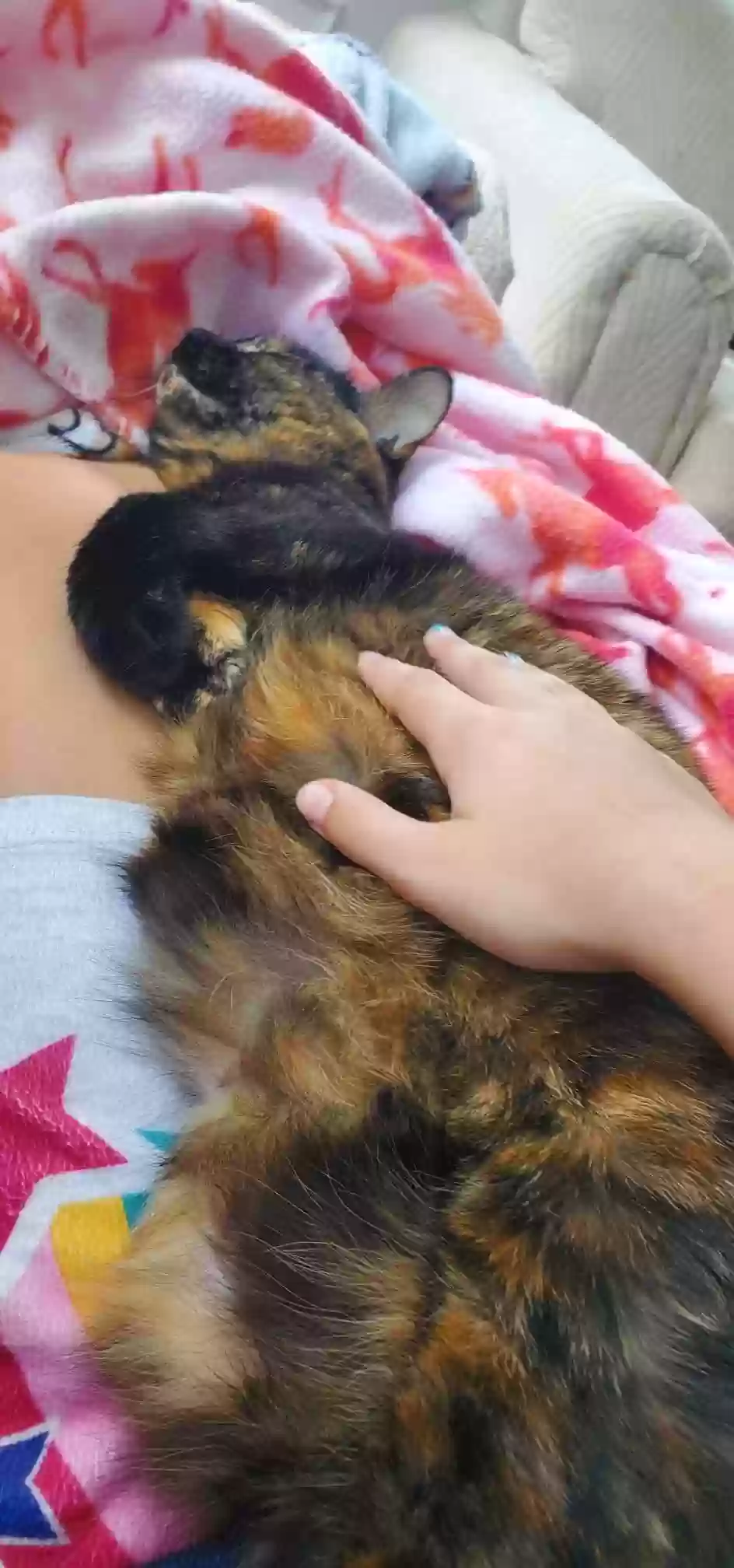 adoptable Cat in Louisa,VA named Snickers