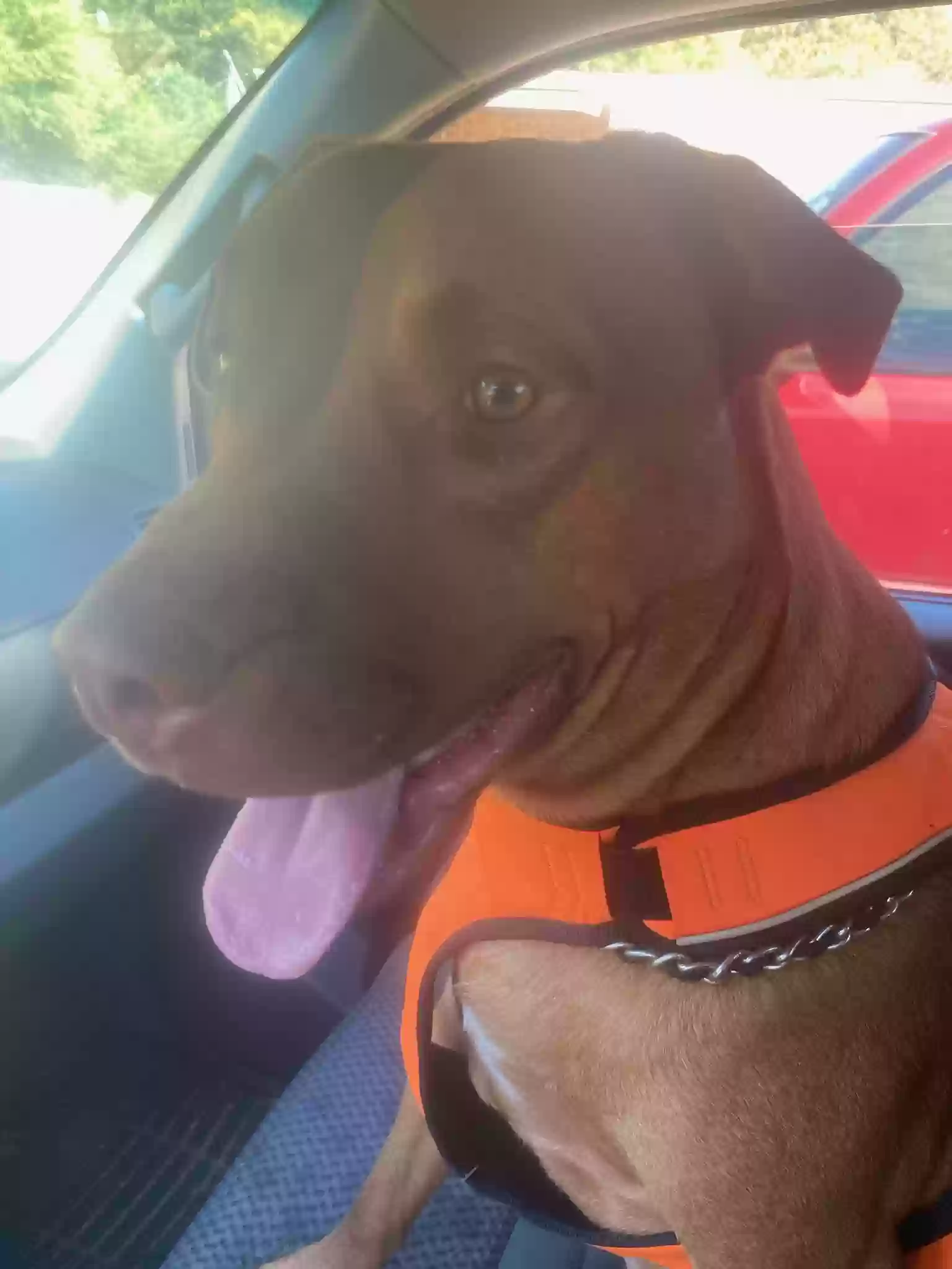 adoptable Dog in Hallsville,TX named Alvin