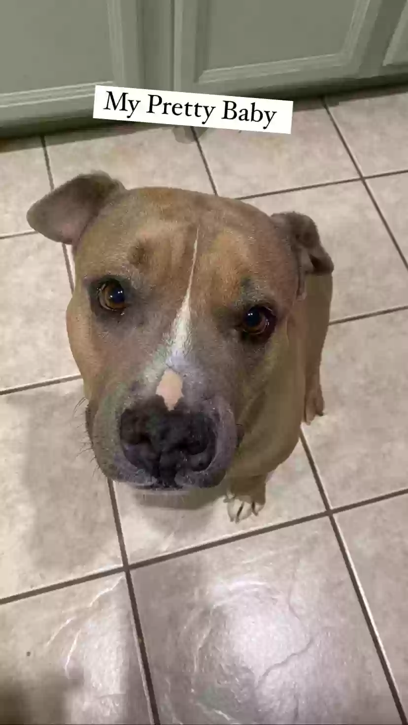 adoptable Dog in Phoenix,AZ named Muffin