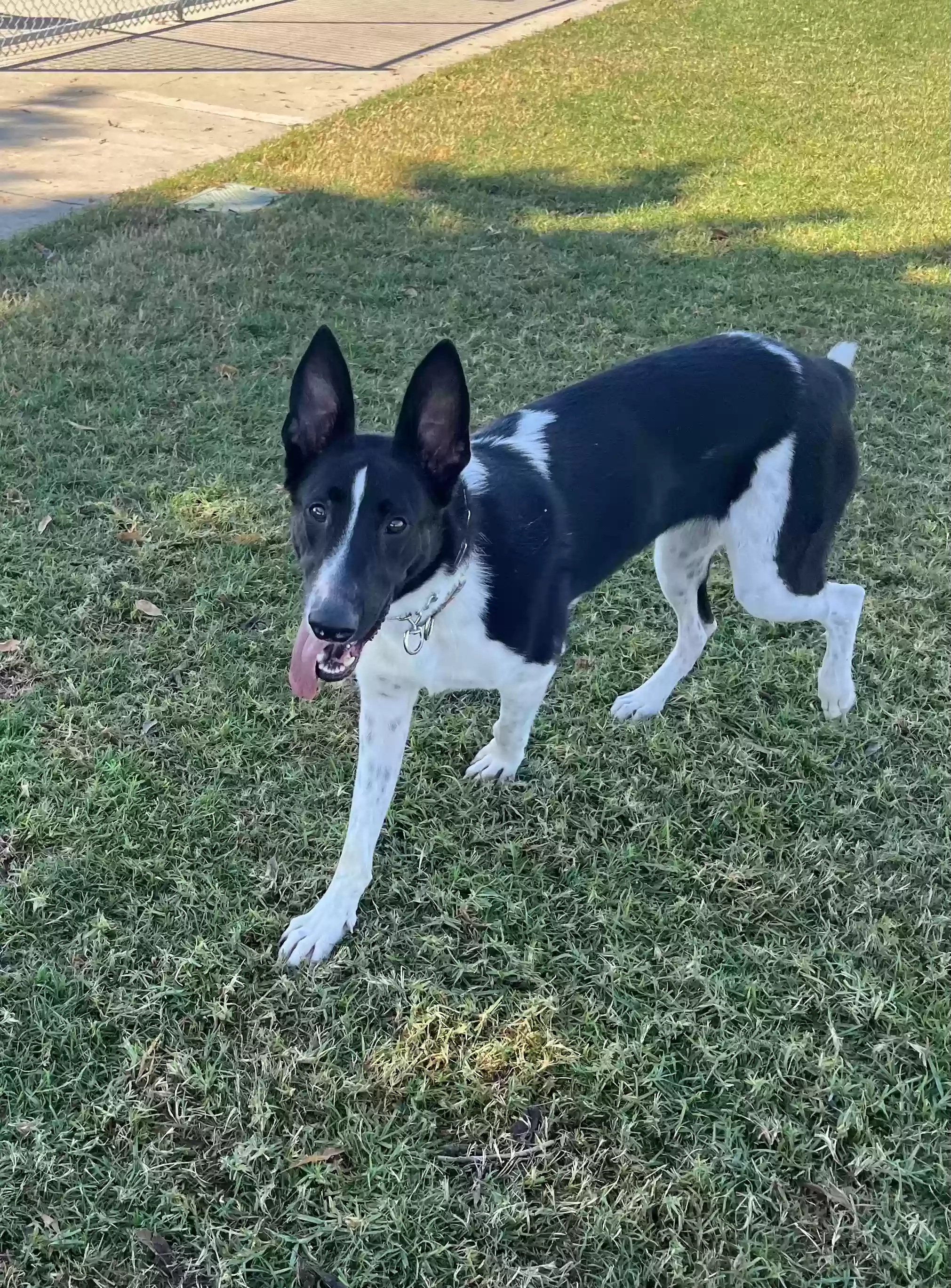 adoptable Dog in Camarillo,CA named Asher