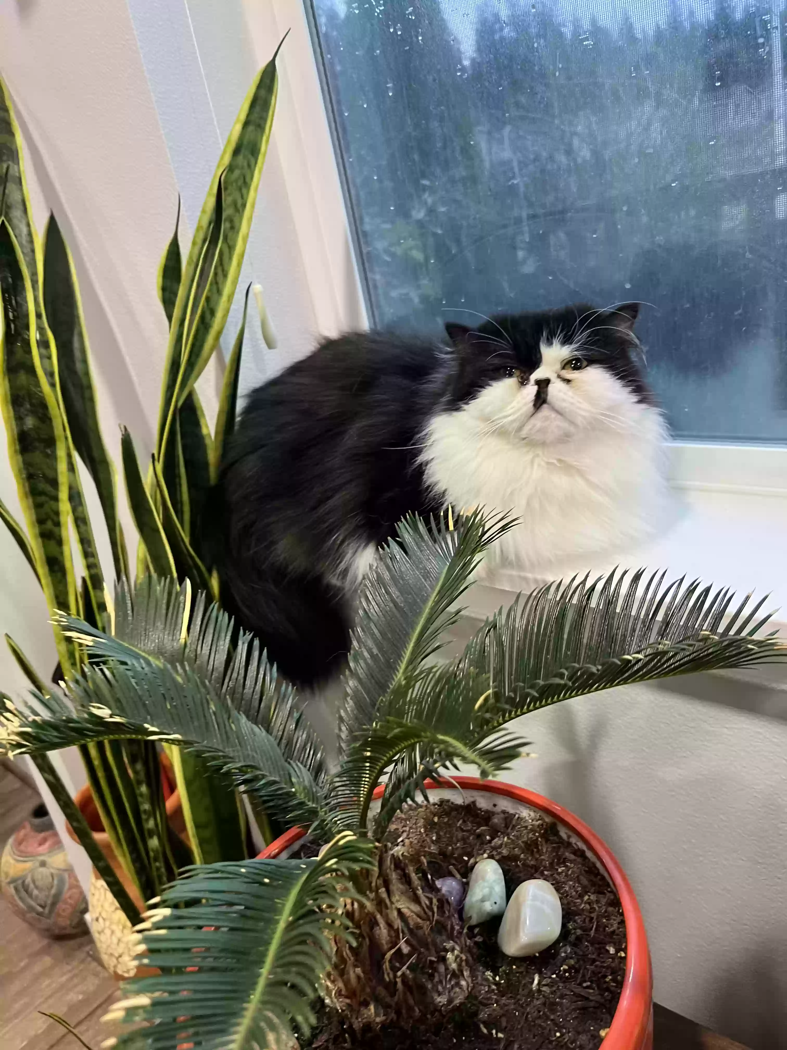 adoptable Cat in Olympia,WA named Krümel