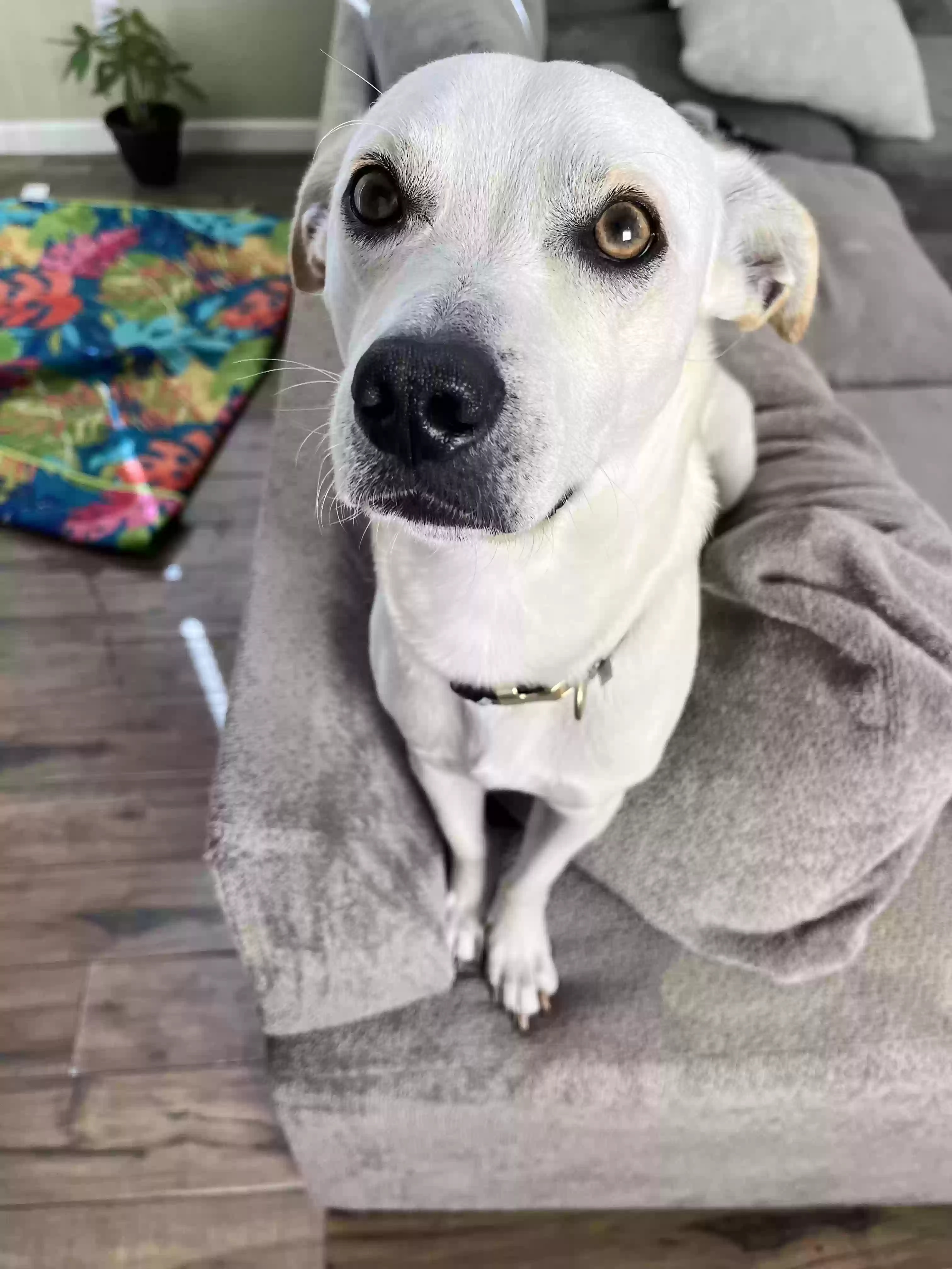 adoptable Dog in Lodi,CA named Kilo