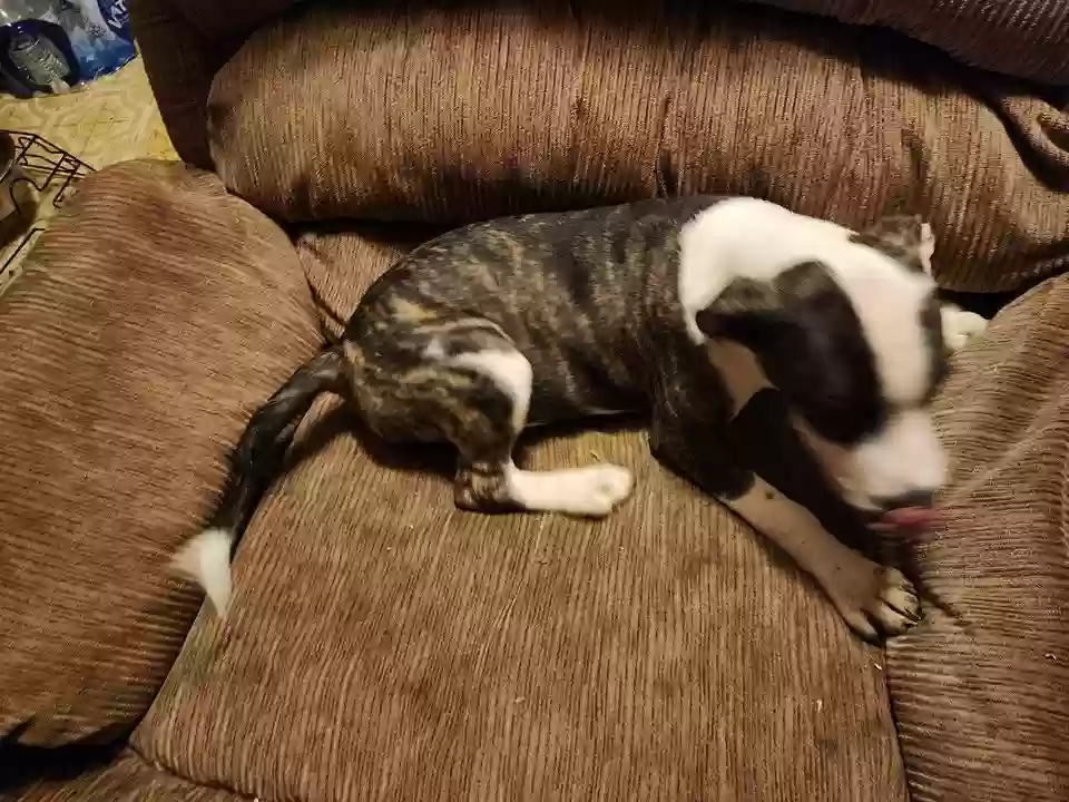 adoptable Dog in Charlestown,IN named Miracle