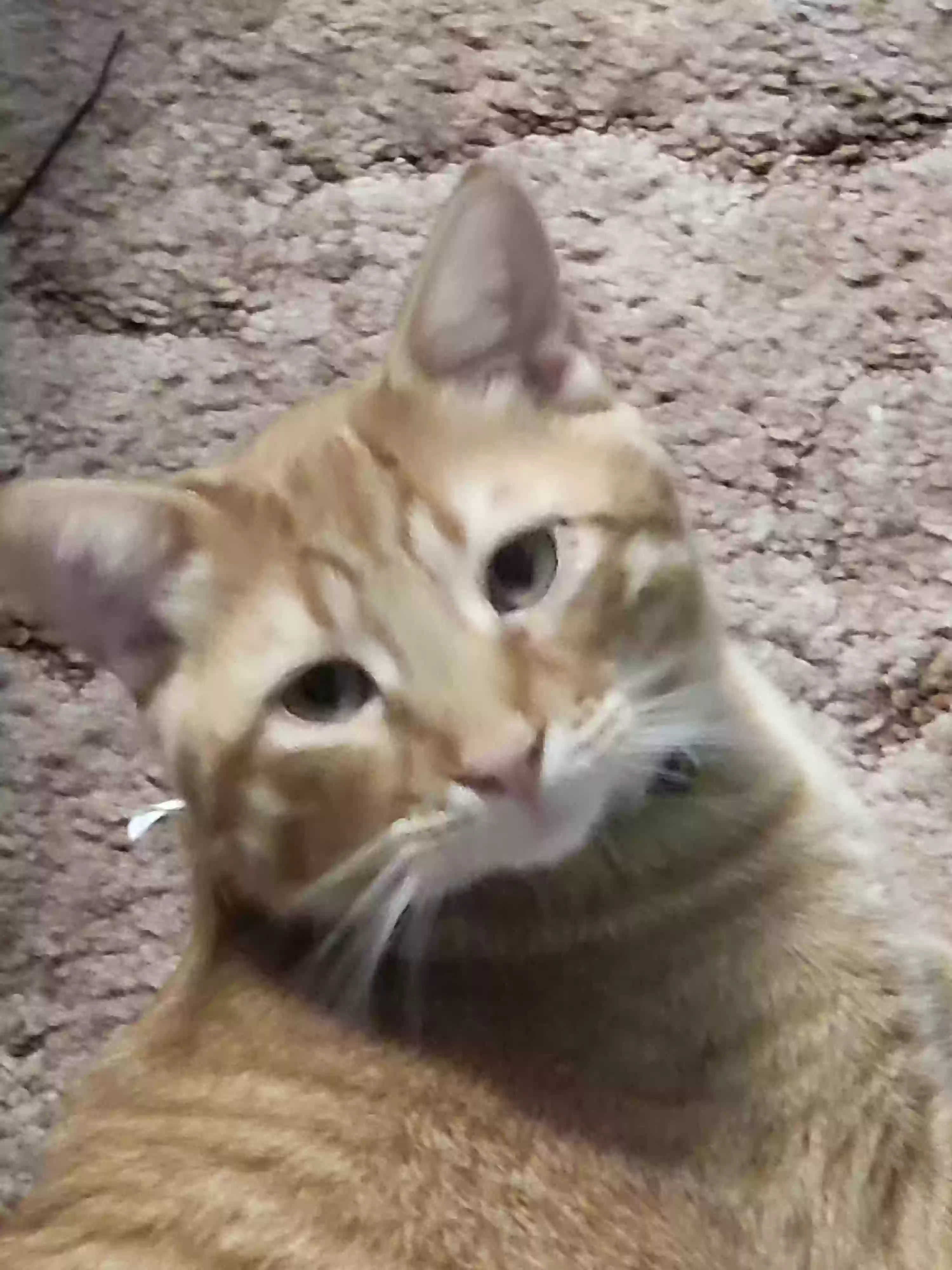 adoptable Cat in Basin,MT named Adder