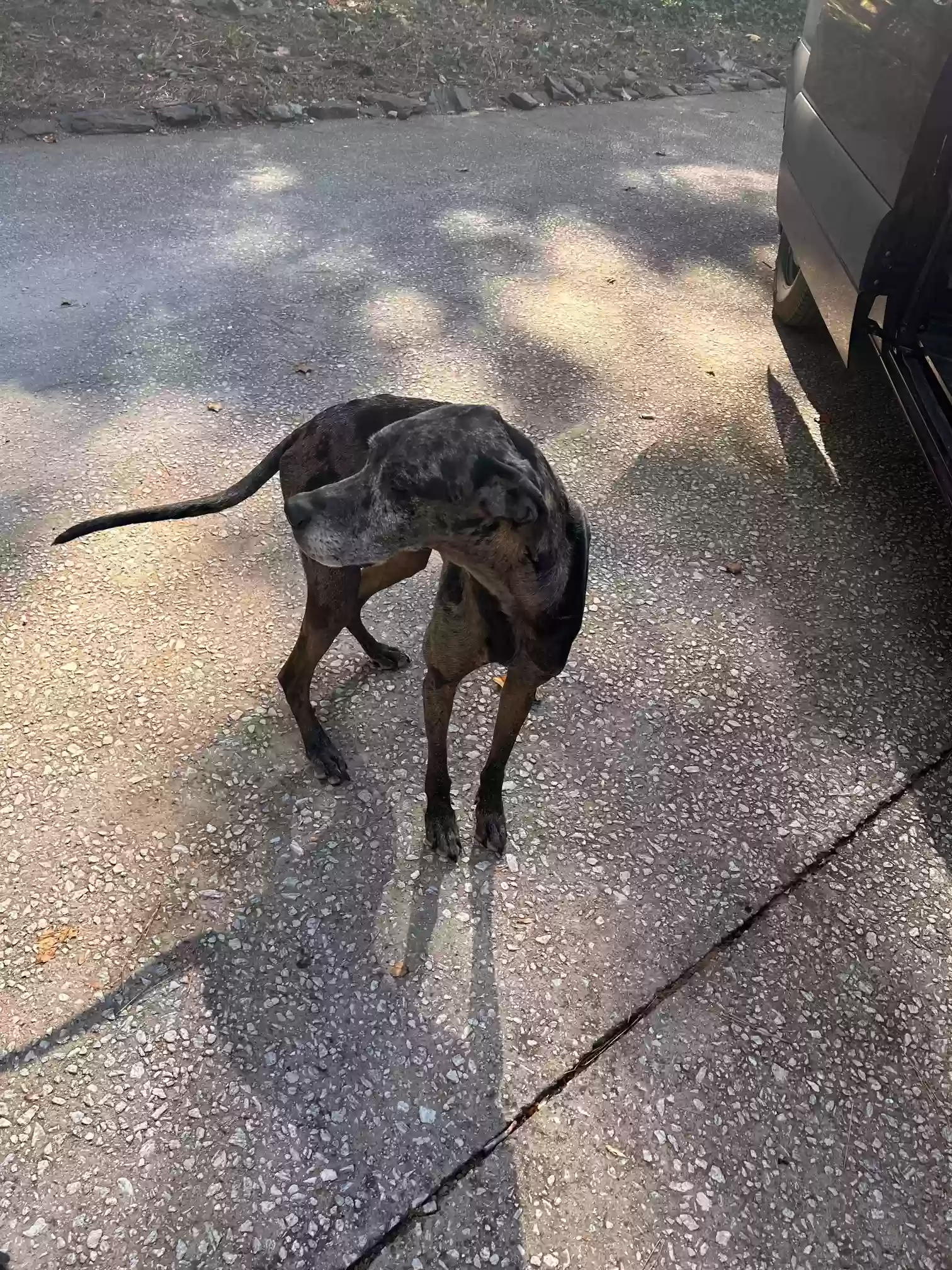adoptable Dog in Snellville,GA named Radley