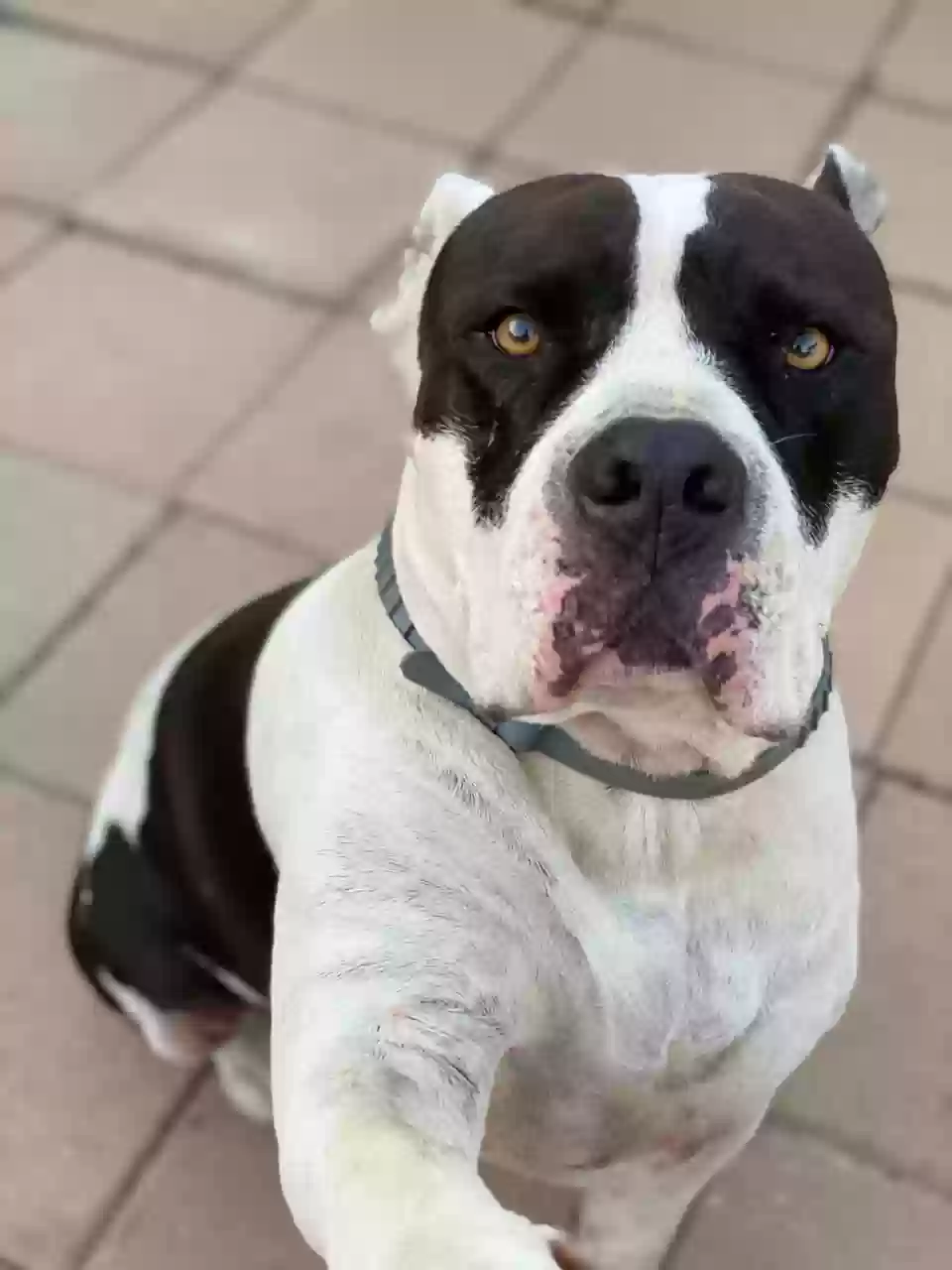 adoptable Dog in Perris,CA named Frankie