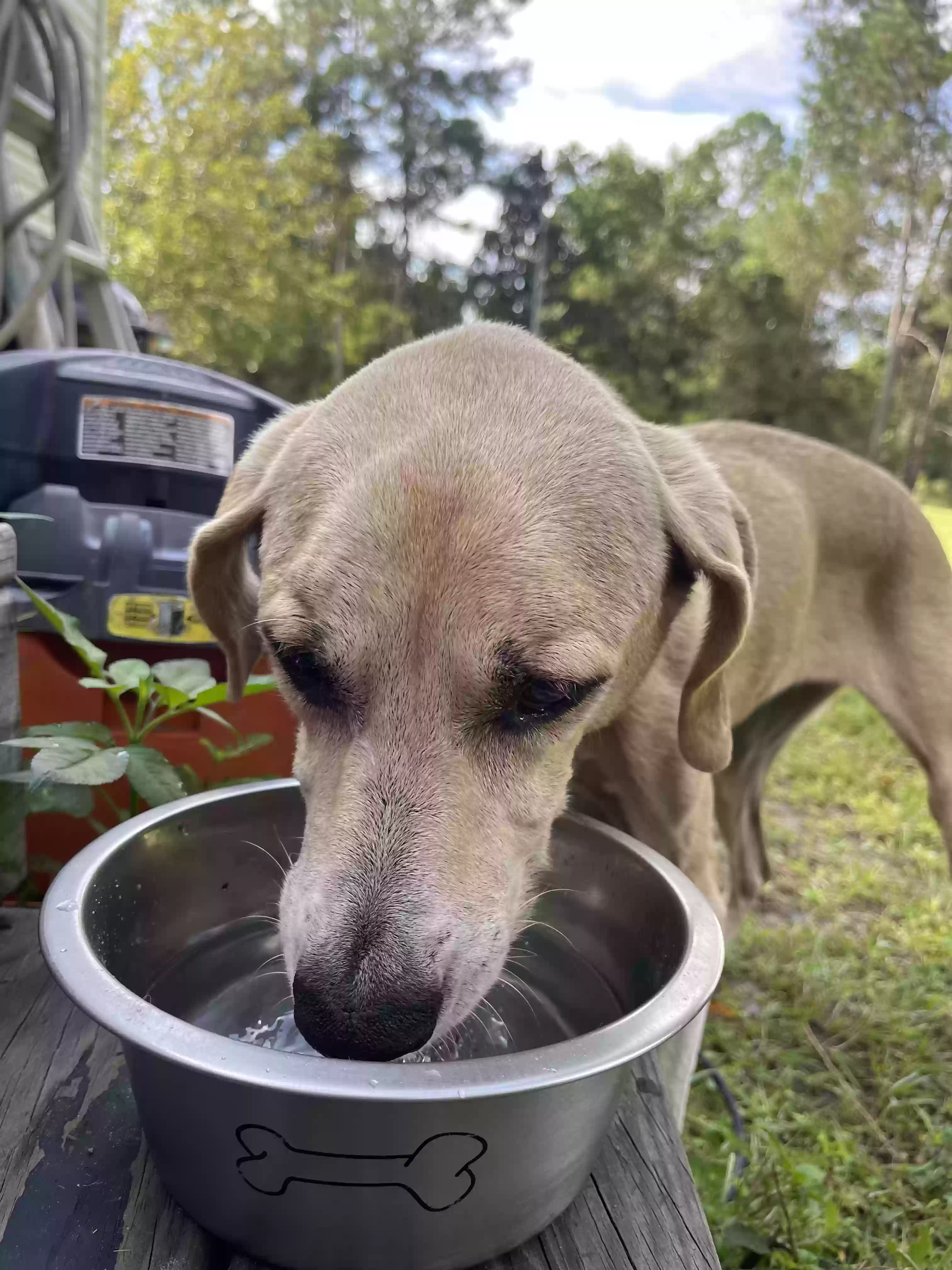 adoptable Dog in Starke,FL named Bella