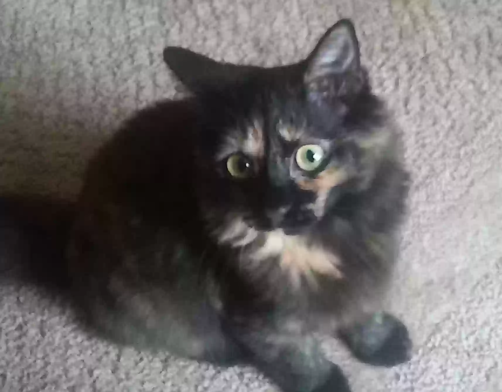 adoptable Cat in Sylvania,OH named Tizzy