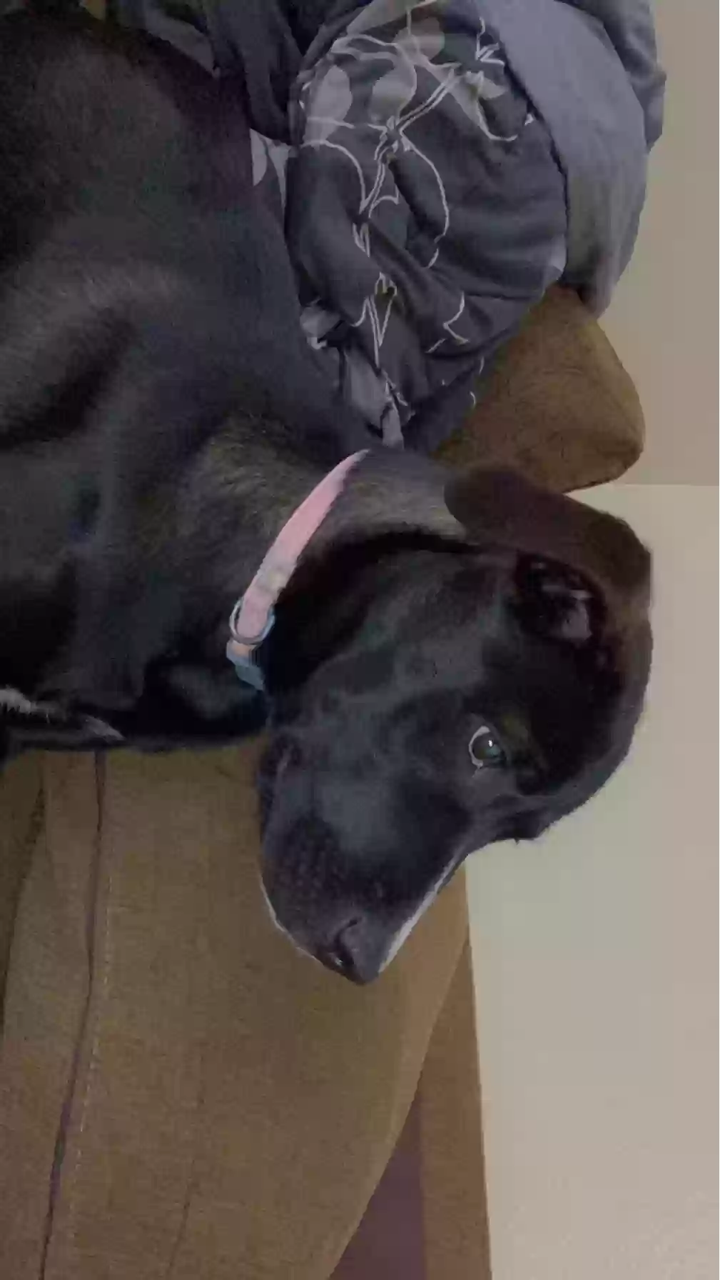 adoptable Dog in Spokane,WA named Tilly