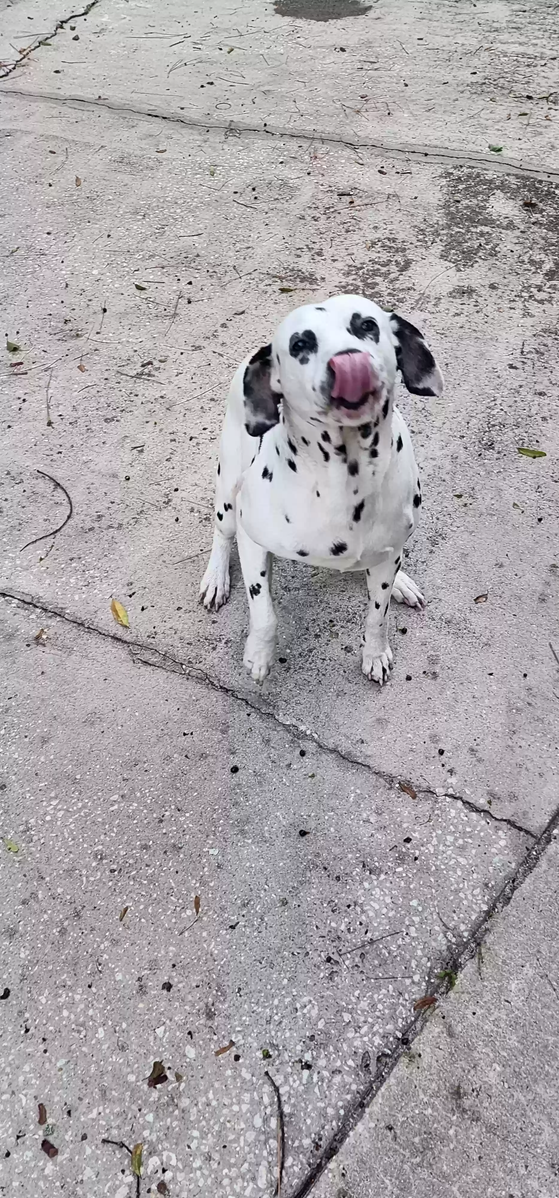 adoptable Dog in Jacksonville,FL named Louie