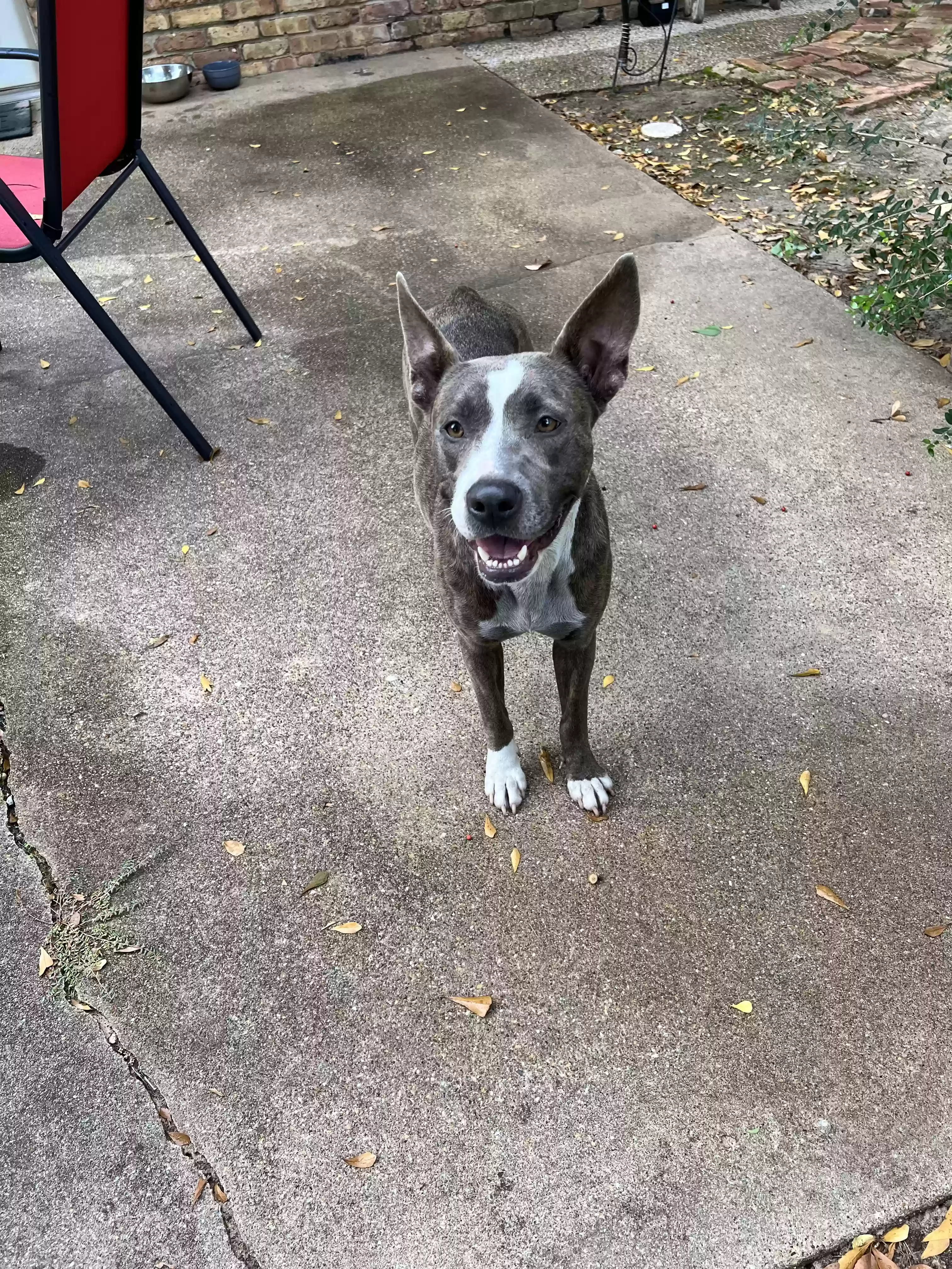 adoptable Dog in Tyler,TX named Stella