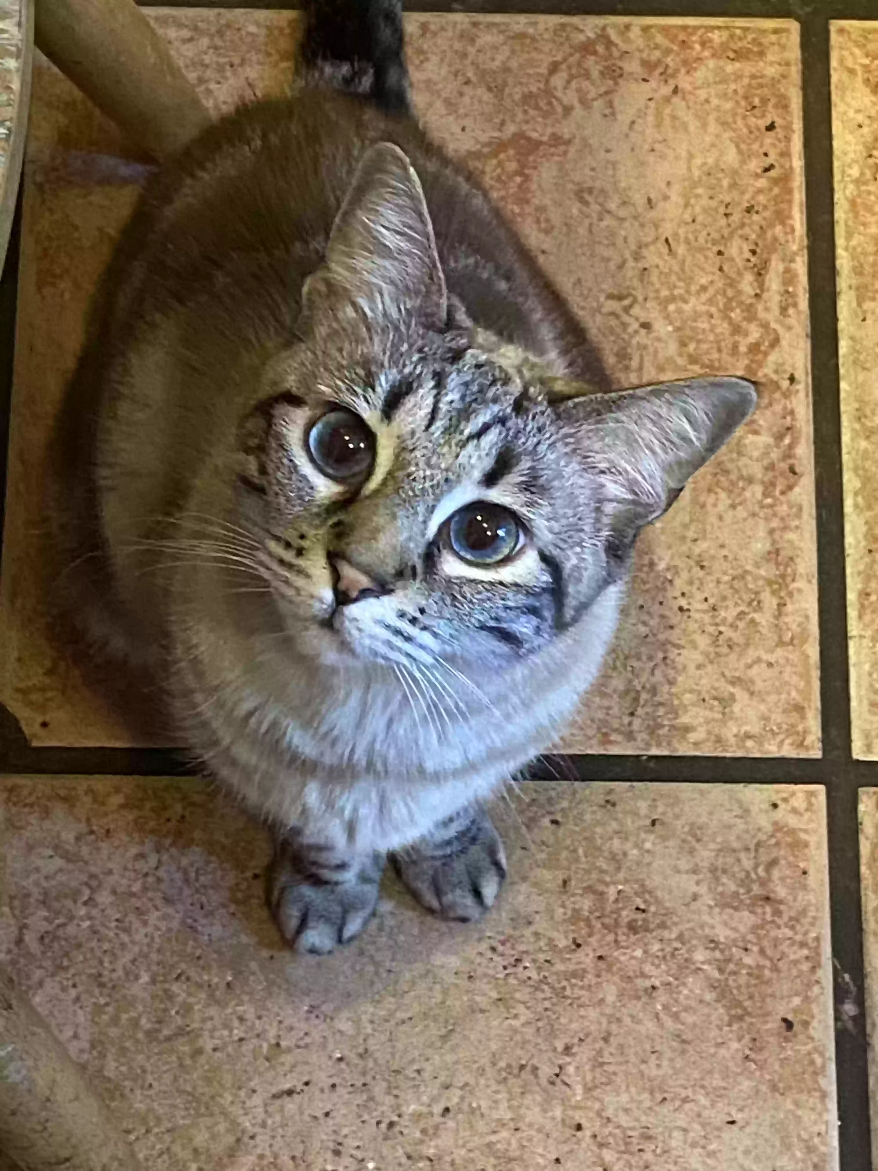 adoptable Cat in Mesa,AZ named Lucy
