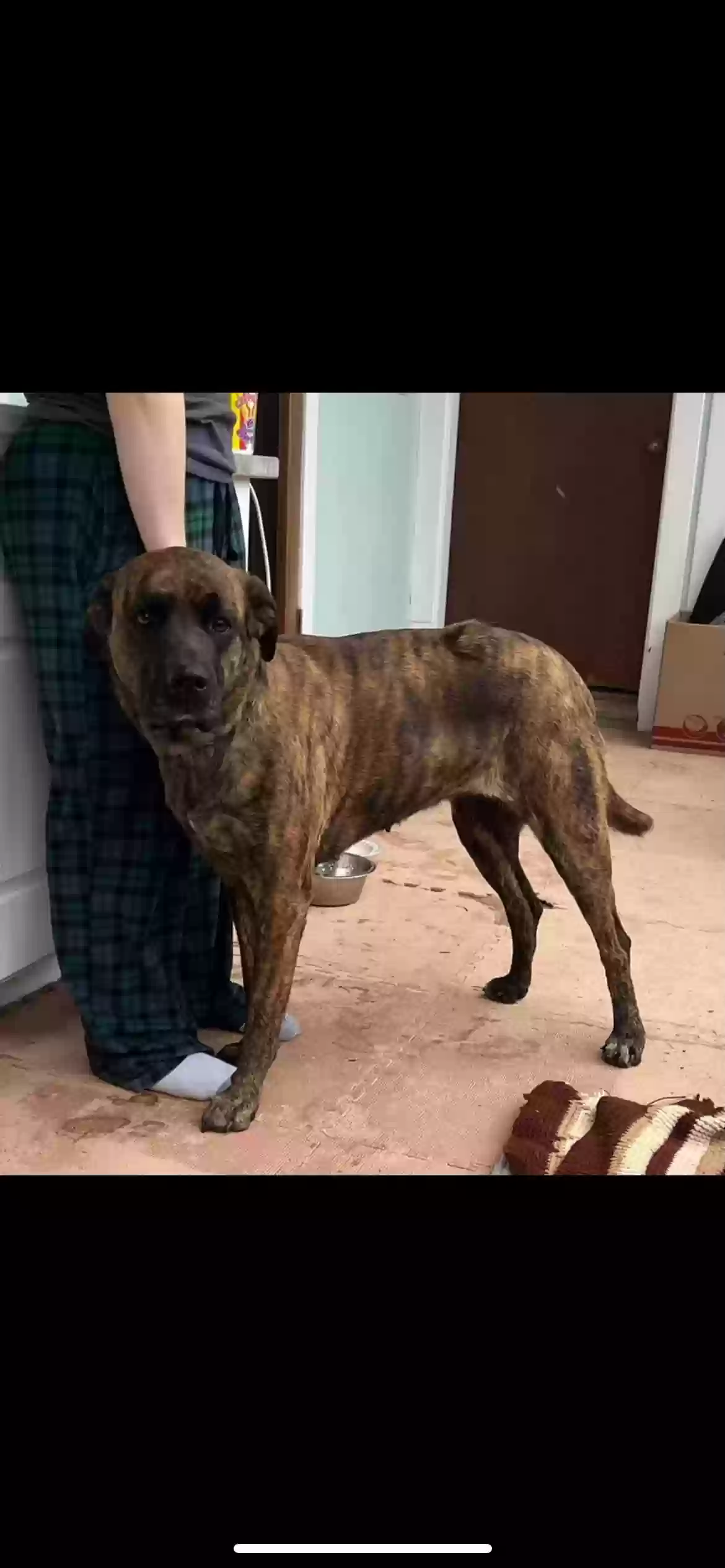 adoptable Dog in Osceola,IA named marley