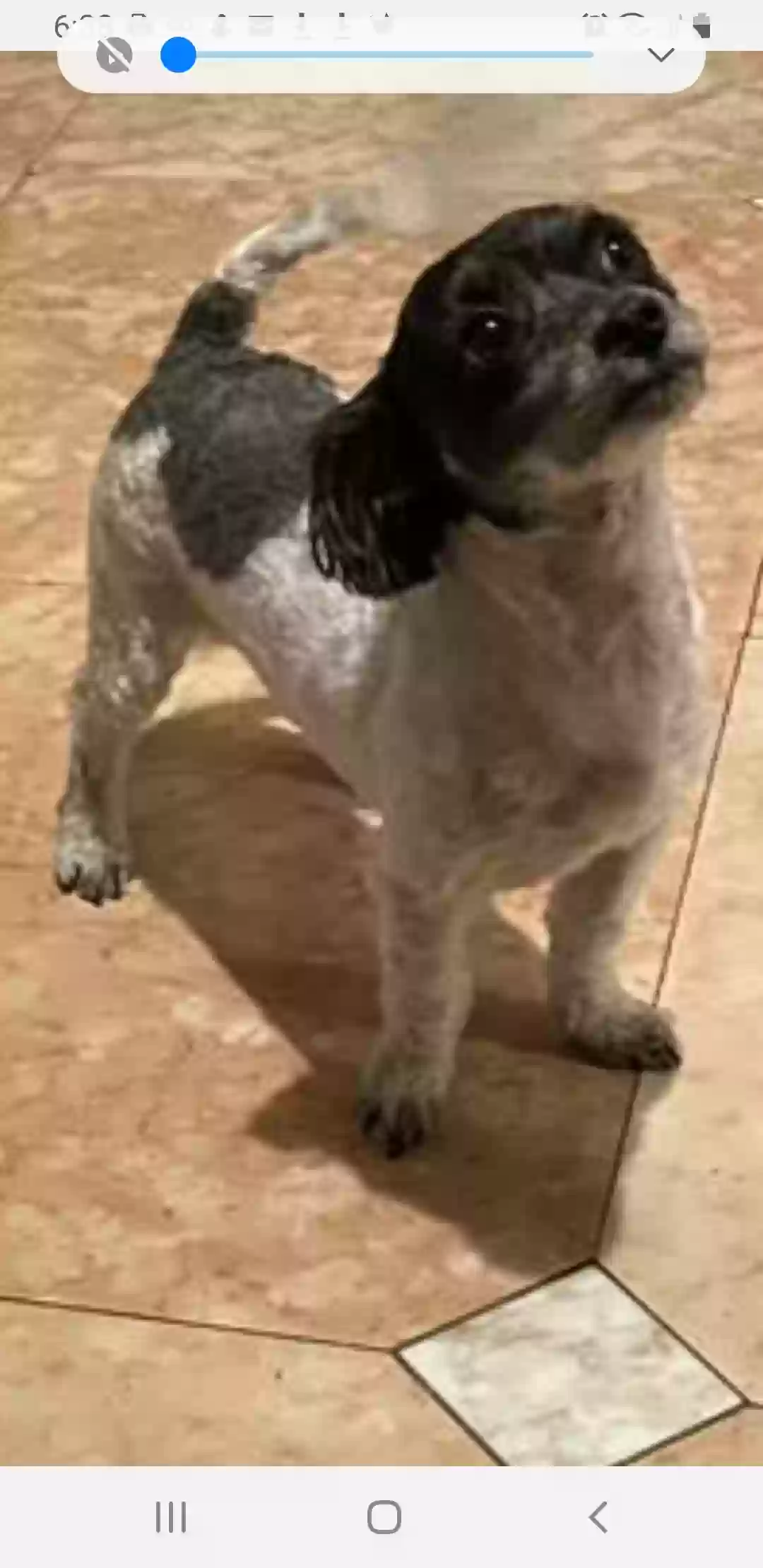 adoptable Dog in Bellerose,NY named Dakota
