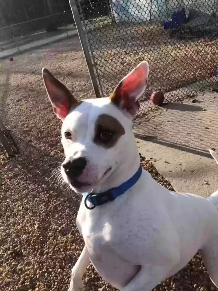 adoptable Dog in Mays Landing,NJ named Flash