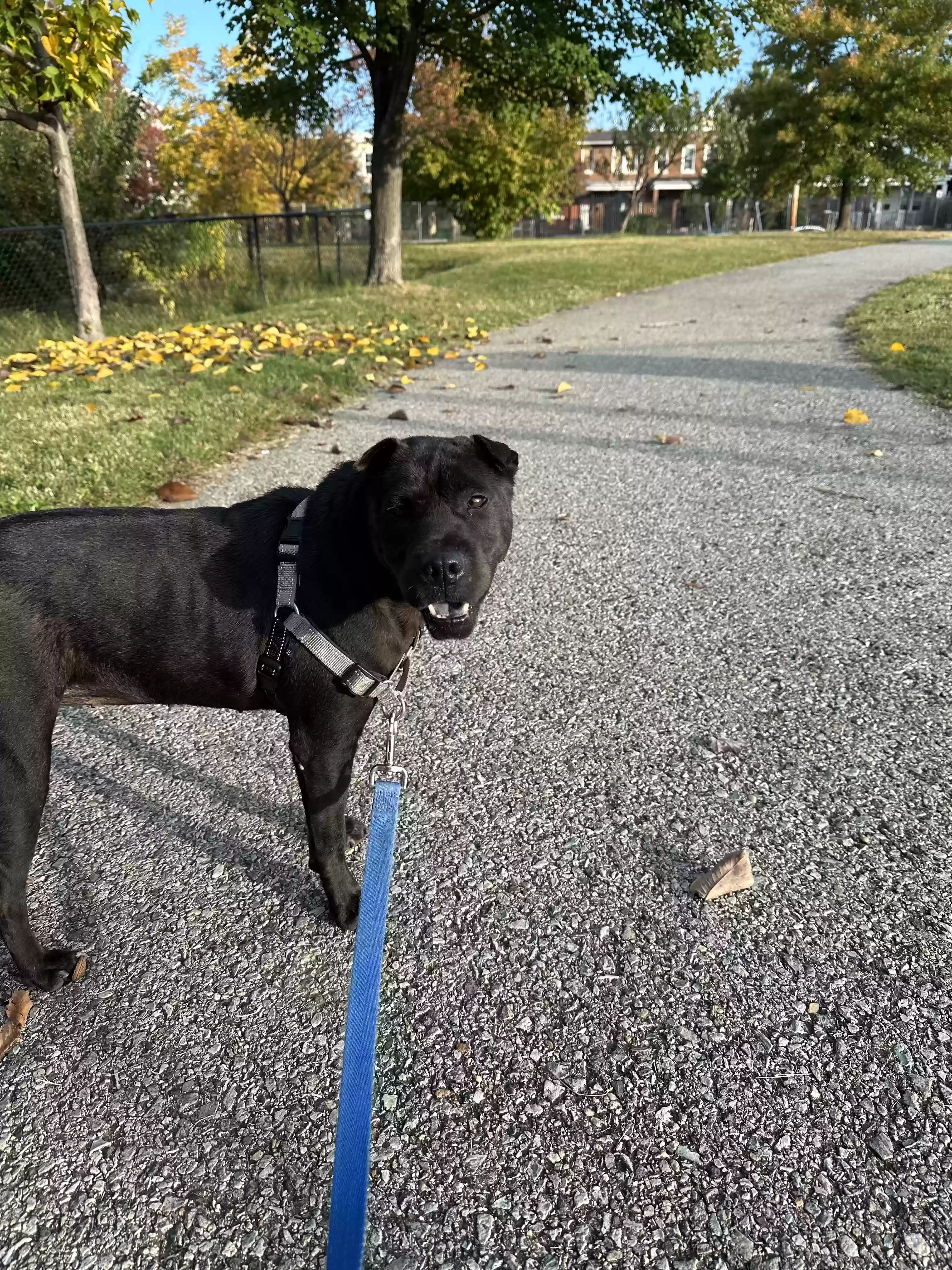adoptable Dog in Washington,DC named Shiva