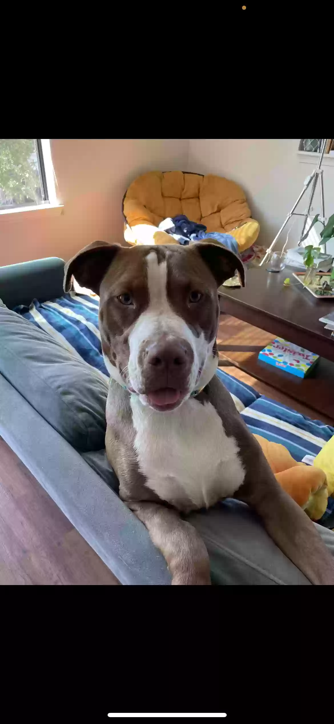 adoptable Dog in Jacksonville,FL named Nubi