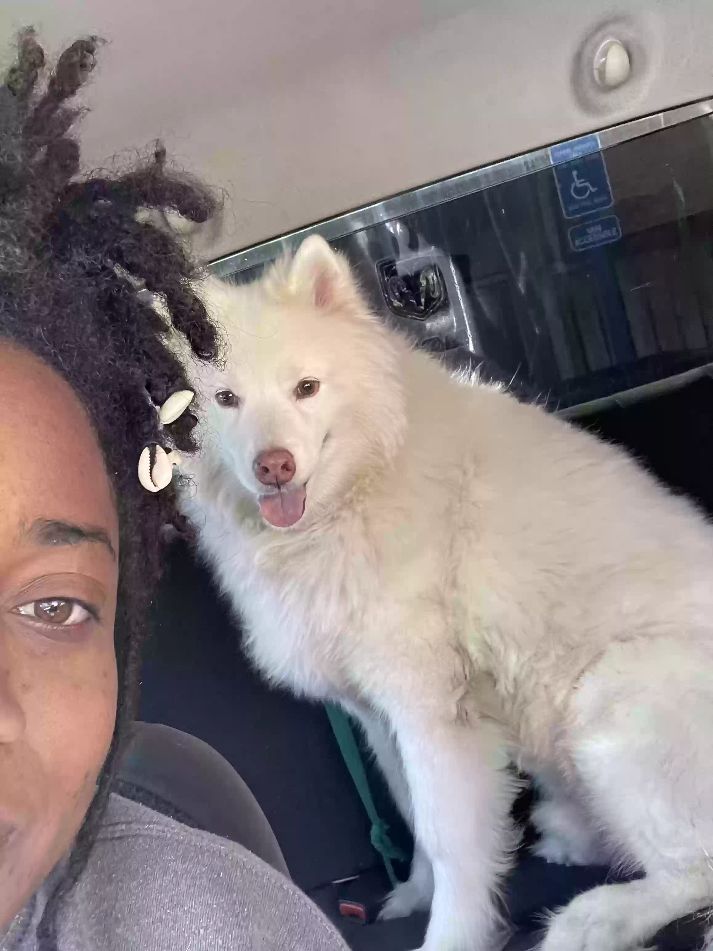 adoptable Dog in Decatur,GA named Zeus