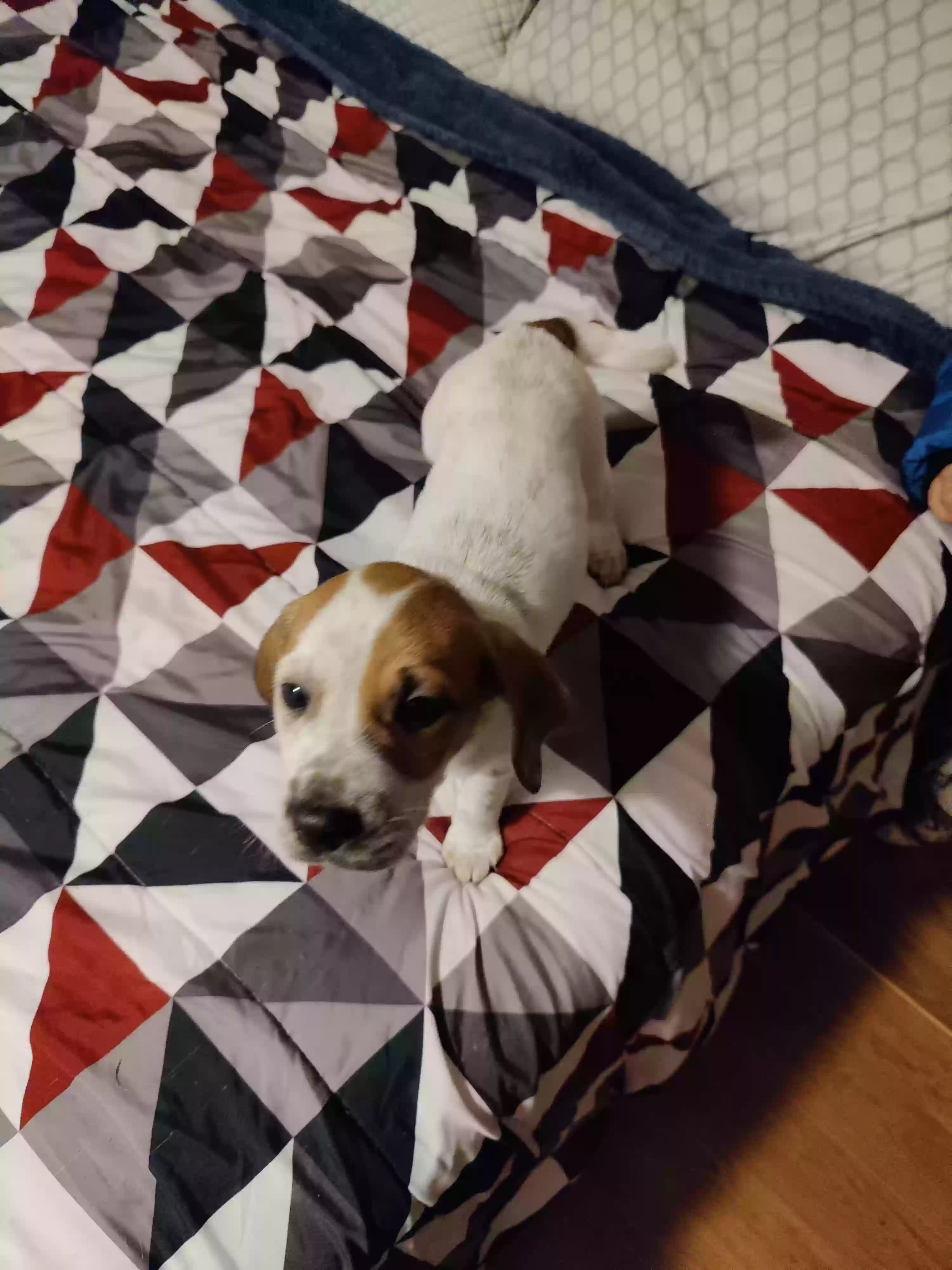 adoptable Dog in Rocky Face,GA named Ellie