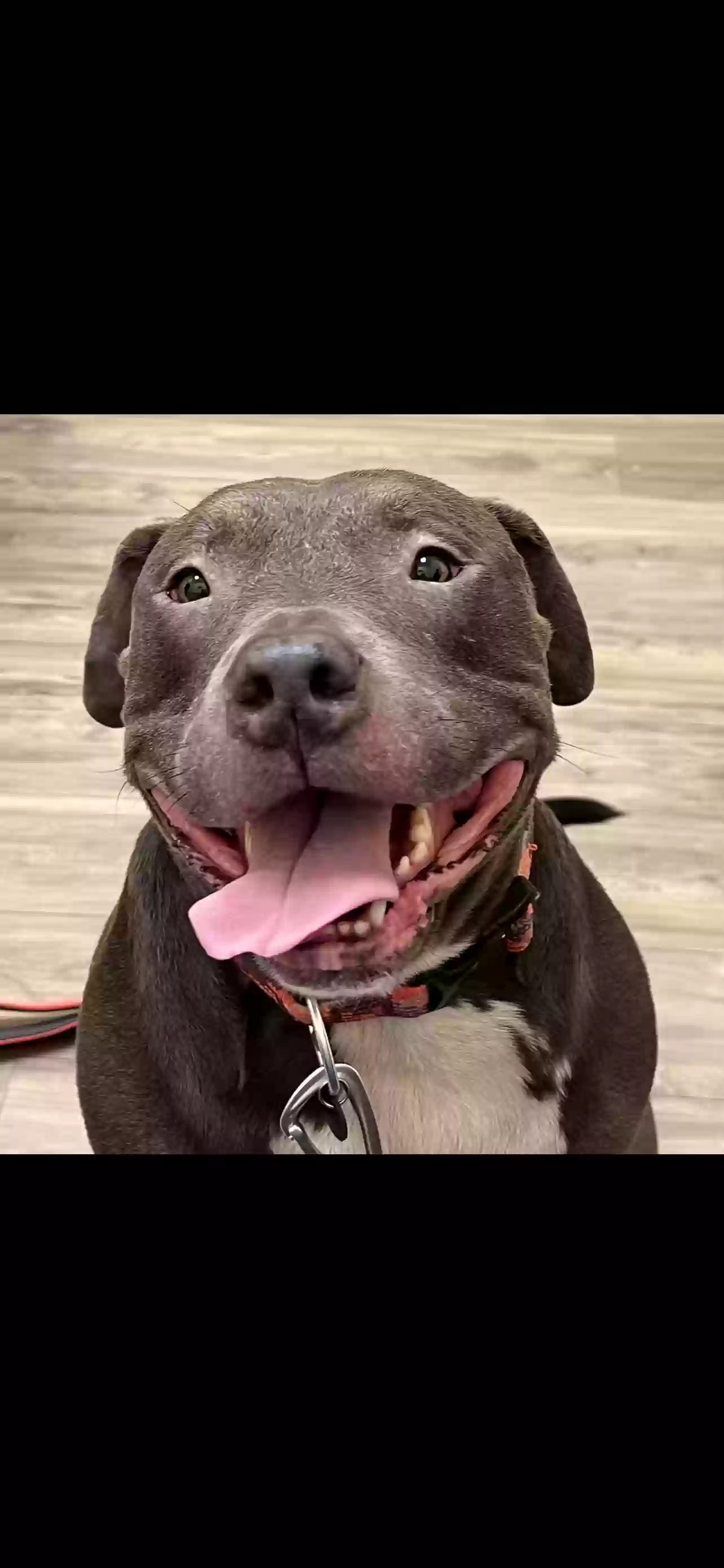 adoptable Dog in Lawtey,FL named Fiona