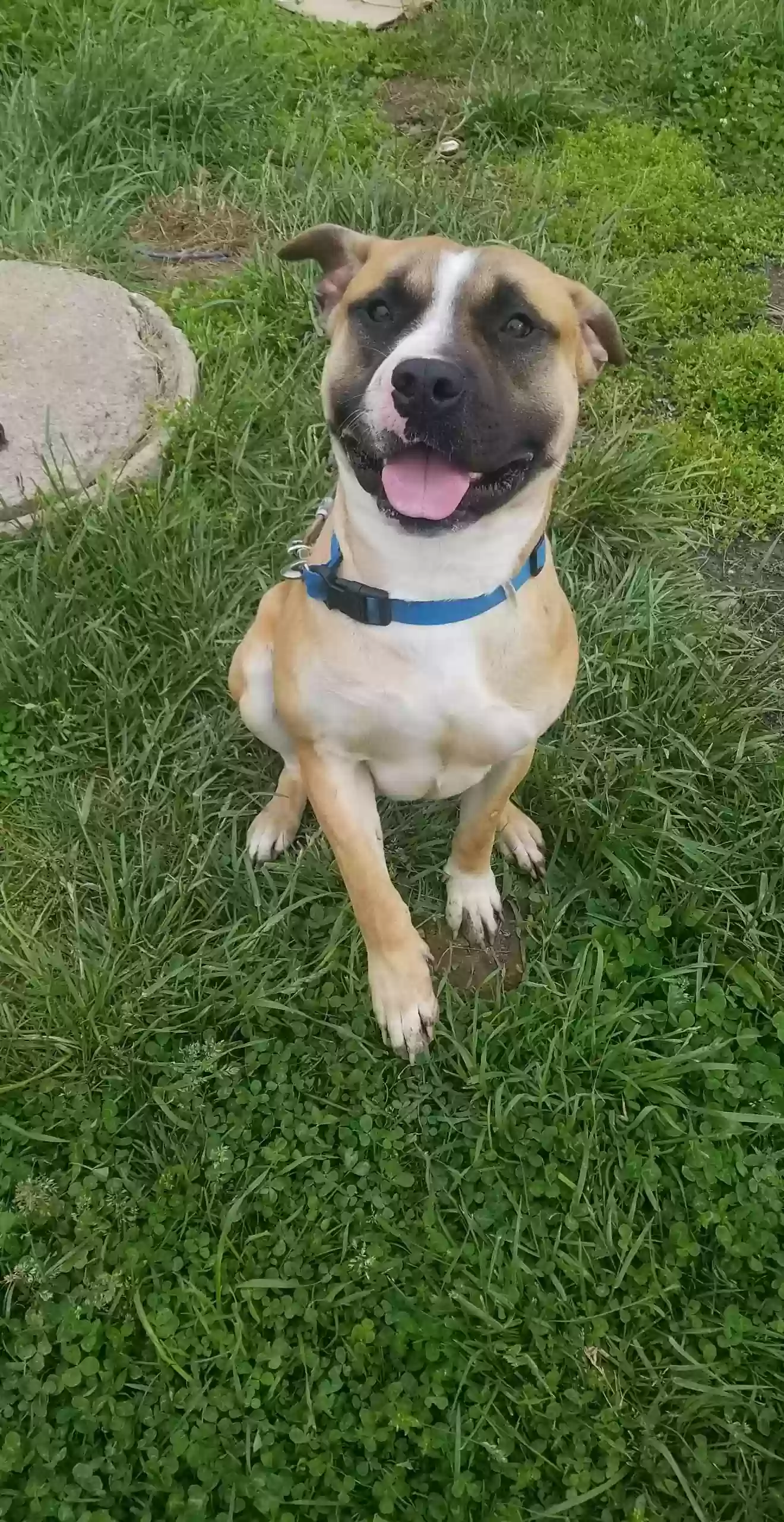 adoptable Dog in Vine Grove,KY named Zeus