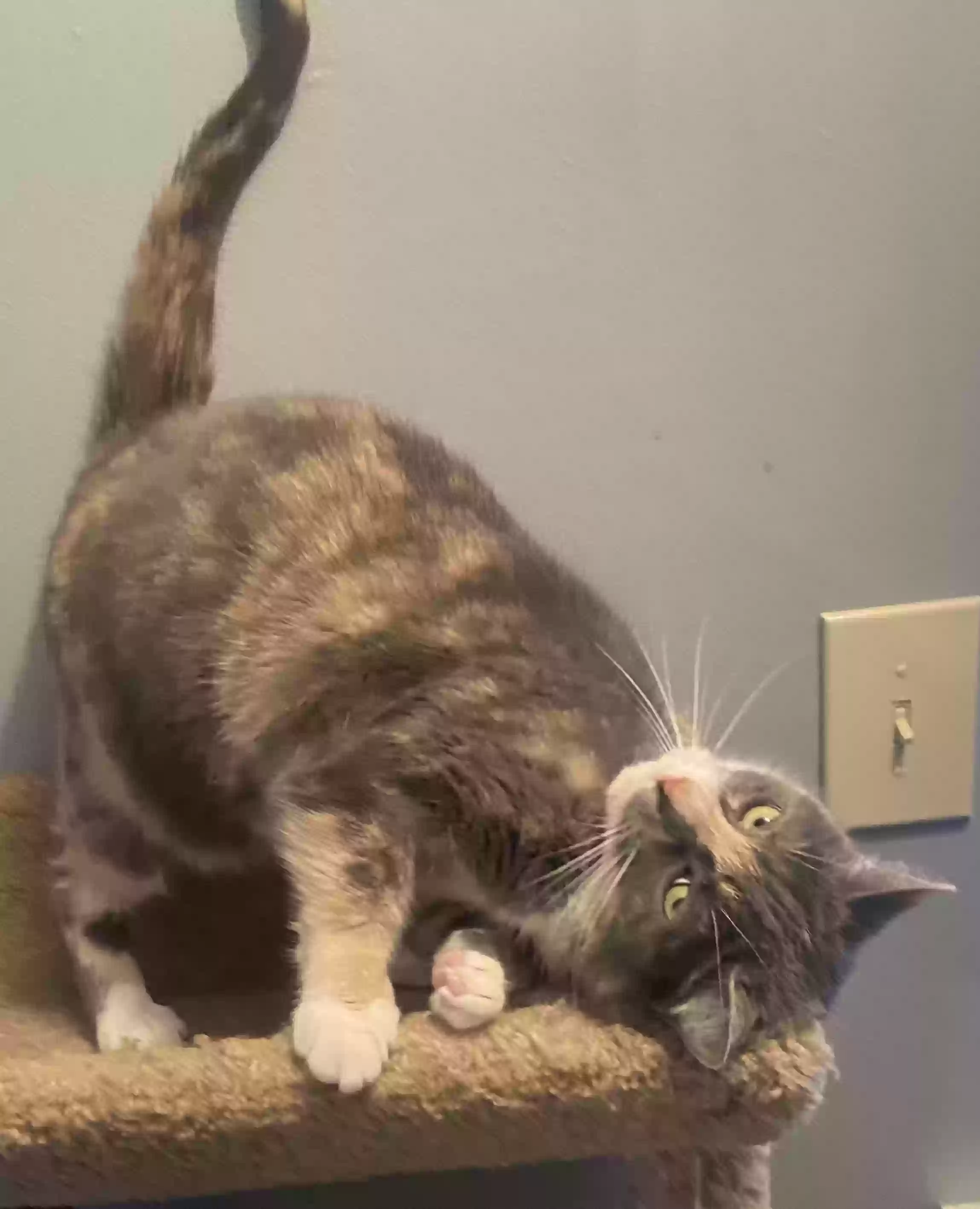 adoptable Cat in Lilburn,GA named Henni