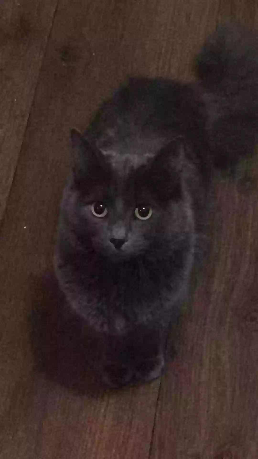 adoptable Cat in Lansing,MI named Nepeta
