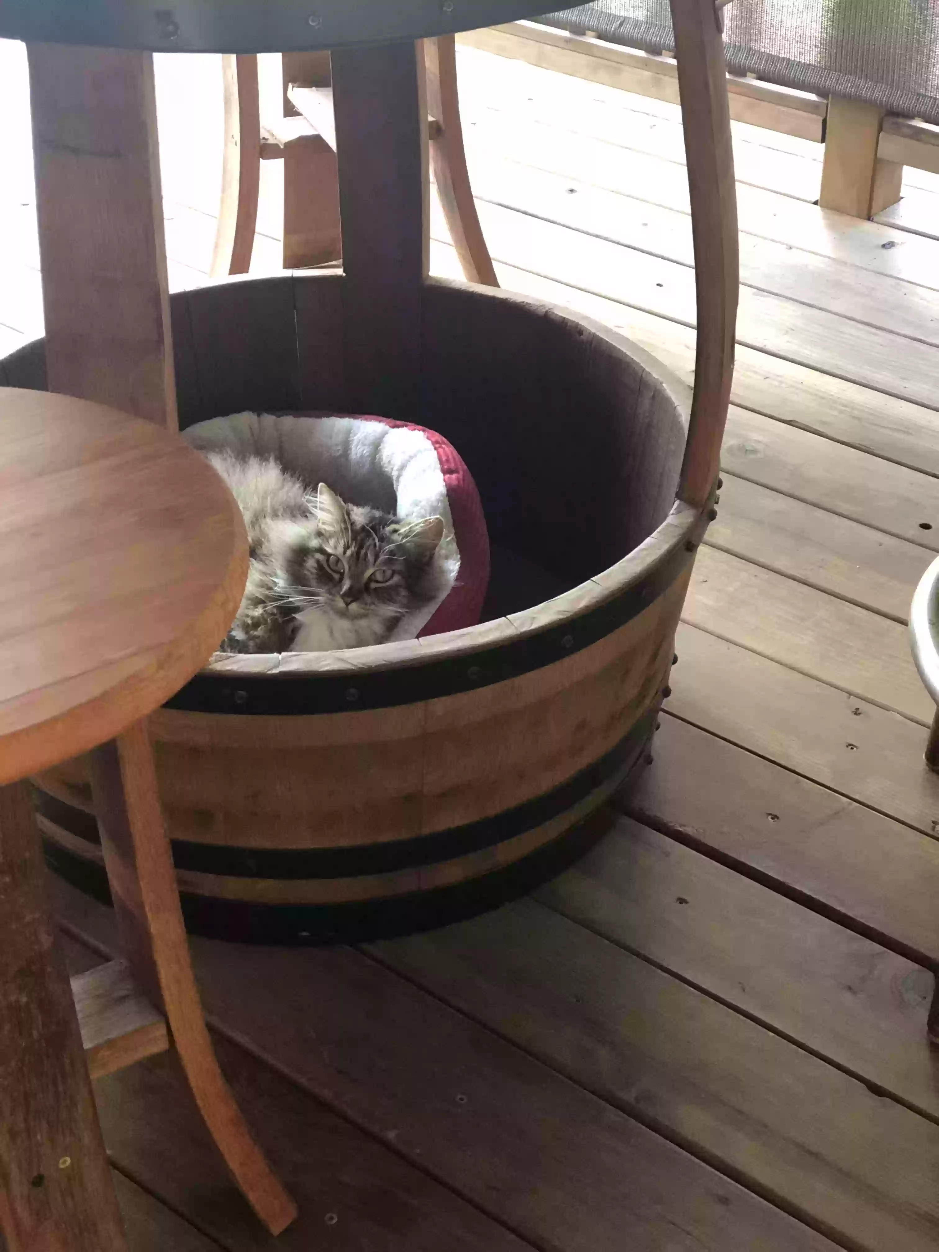 adoptable Cat in Ojai,CA named Kitty