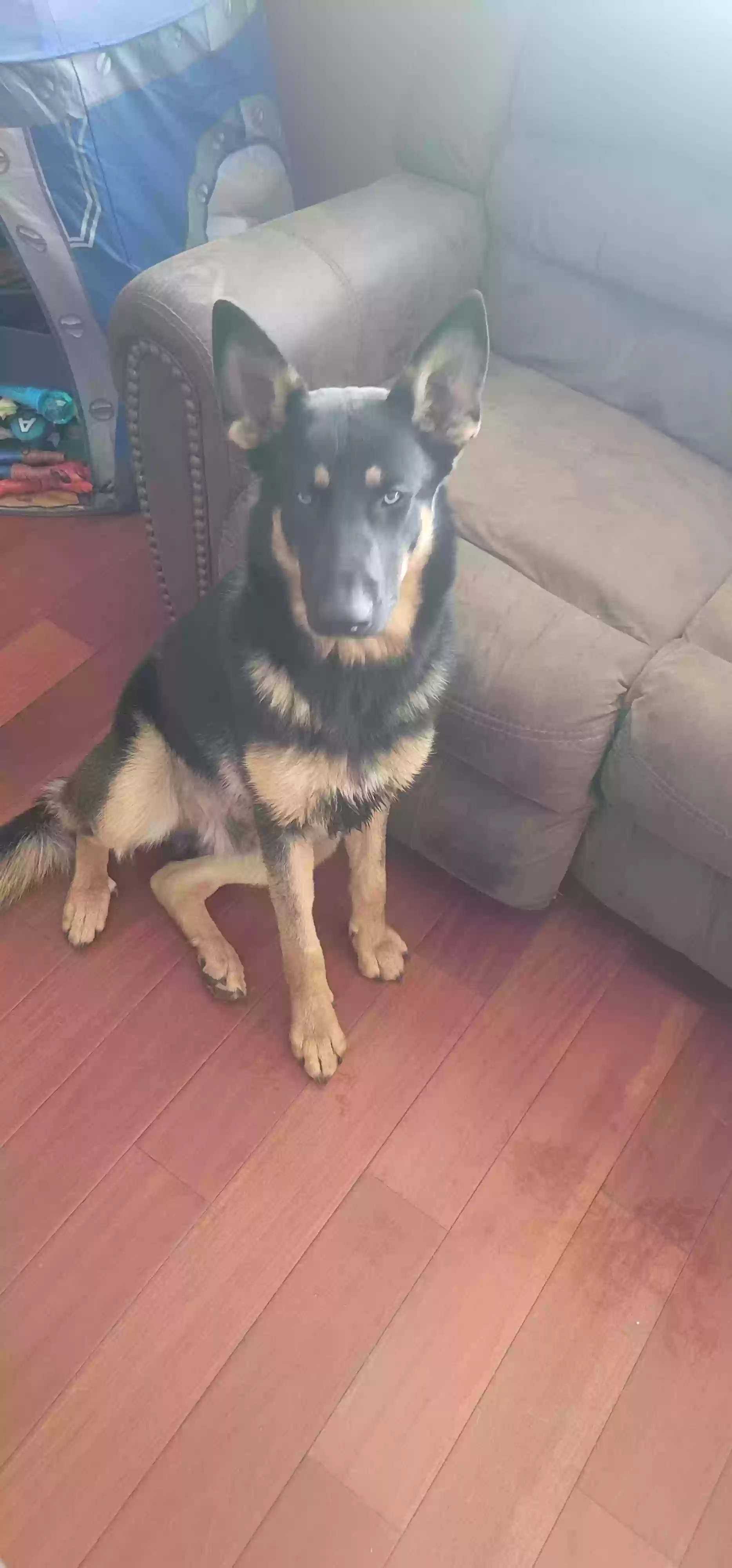 adoptable Dog in Moreno Valley,CA named Latto
