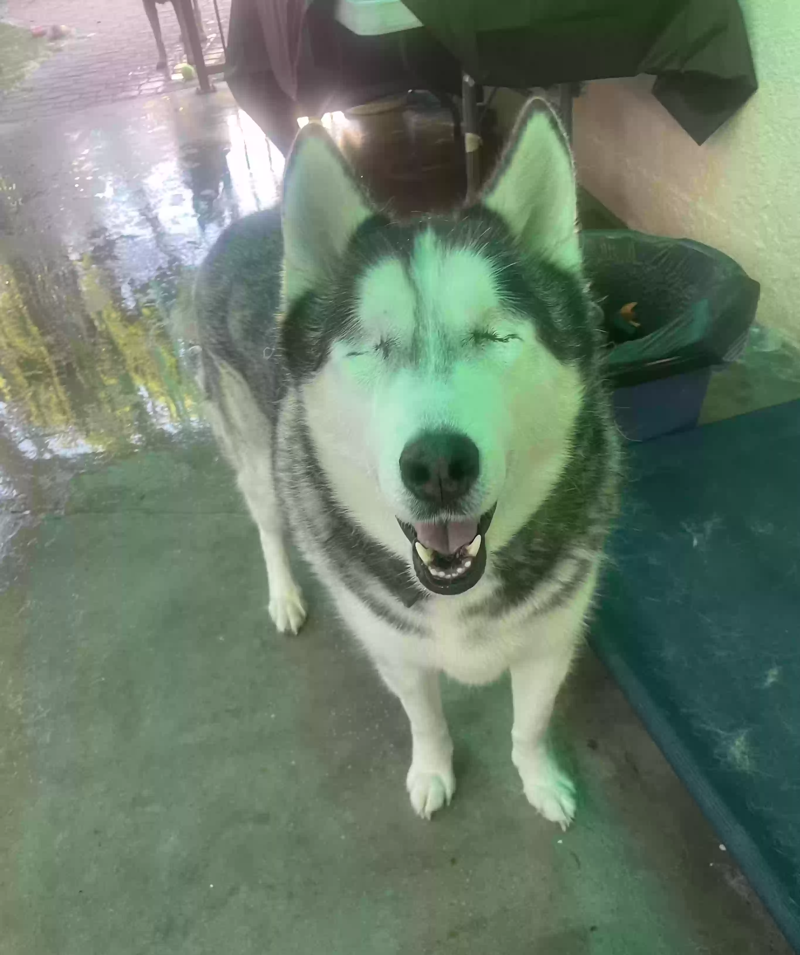 adoptable Dog in Torrance,CA named Eko
