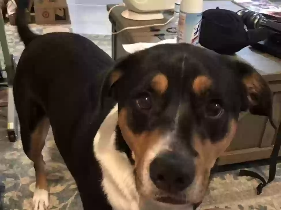 adoptable Dog in San Antonio,TX named Pongo