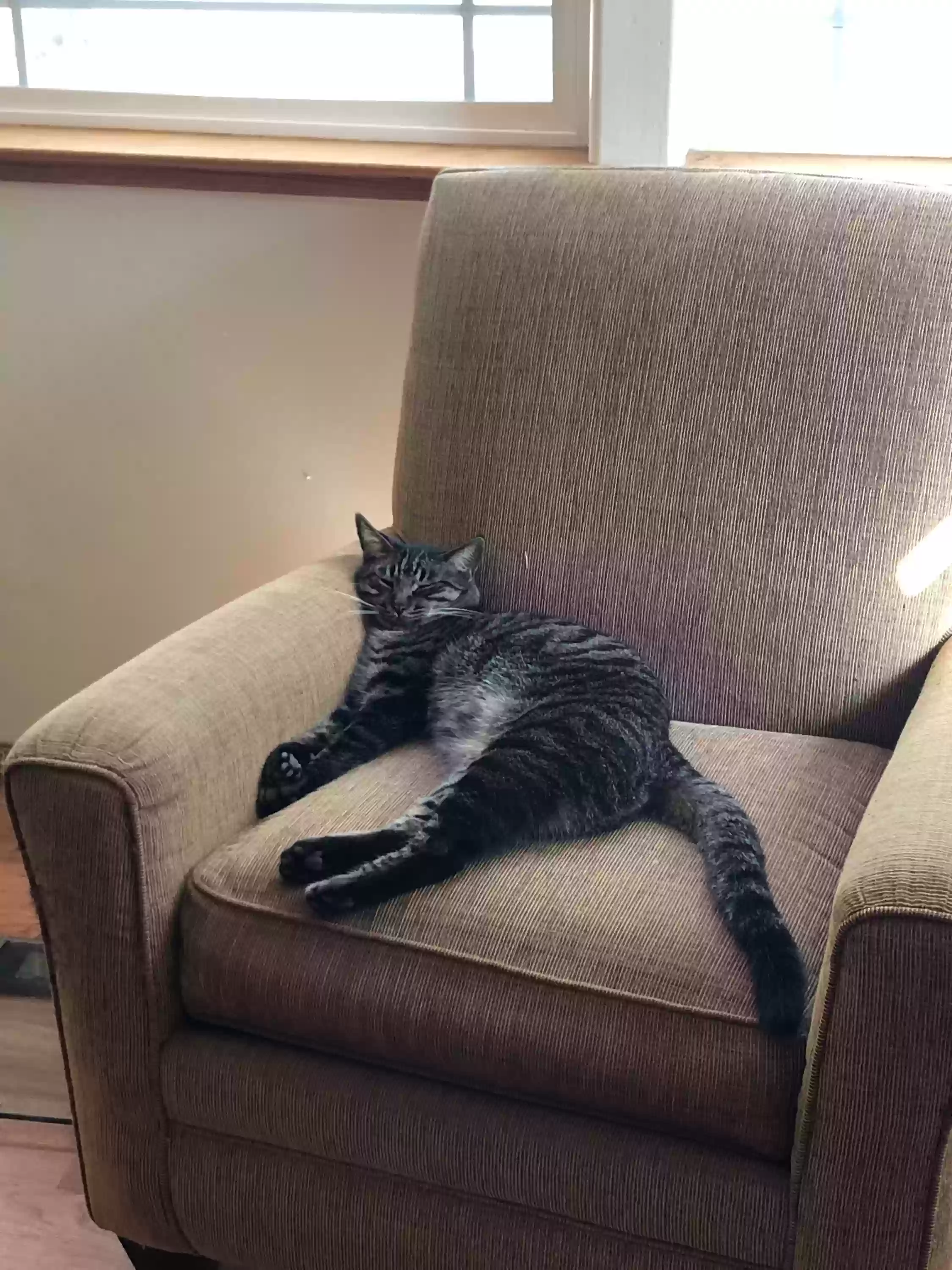 adoptable Cat in Placerville,CA named Riley