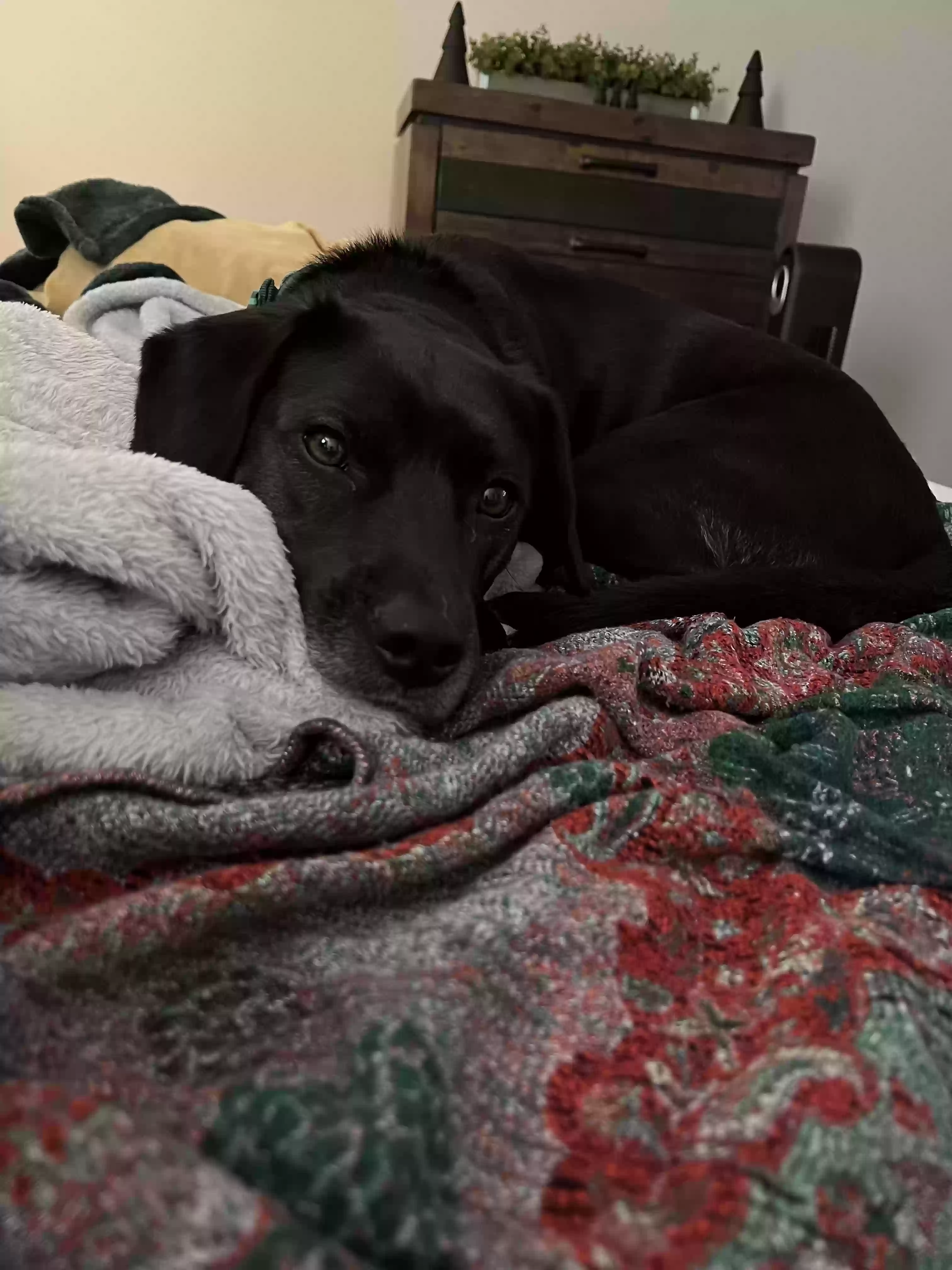 adoptable Dog in Ocoee,FL named Cooper