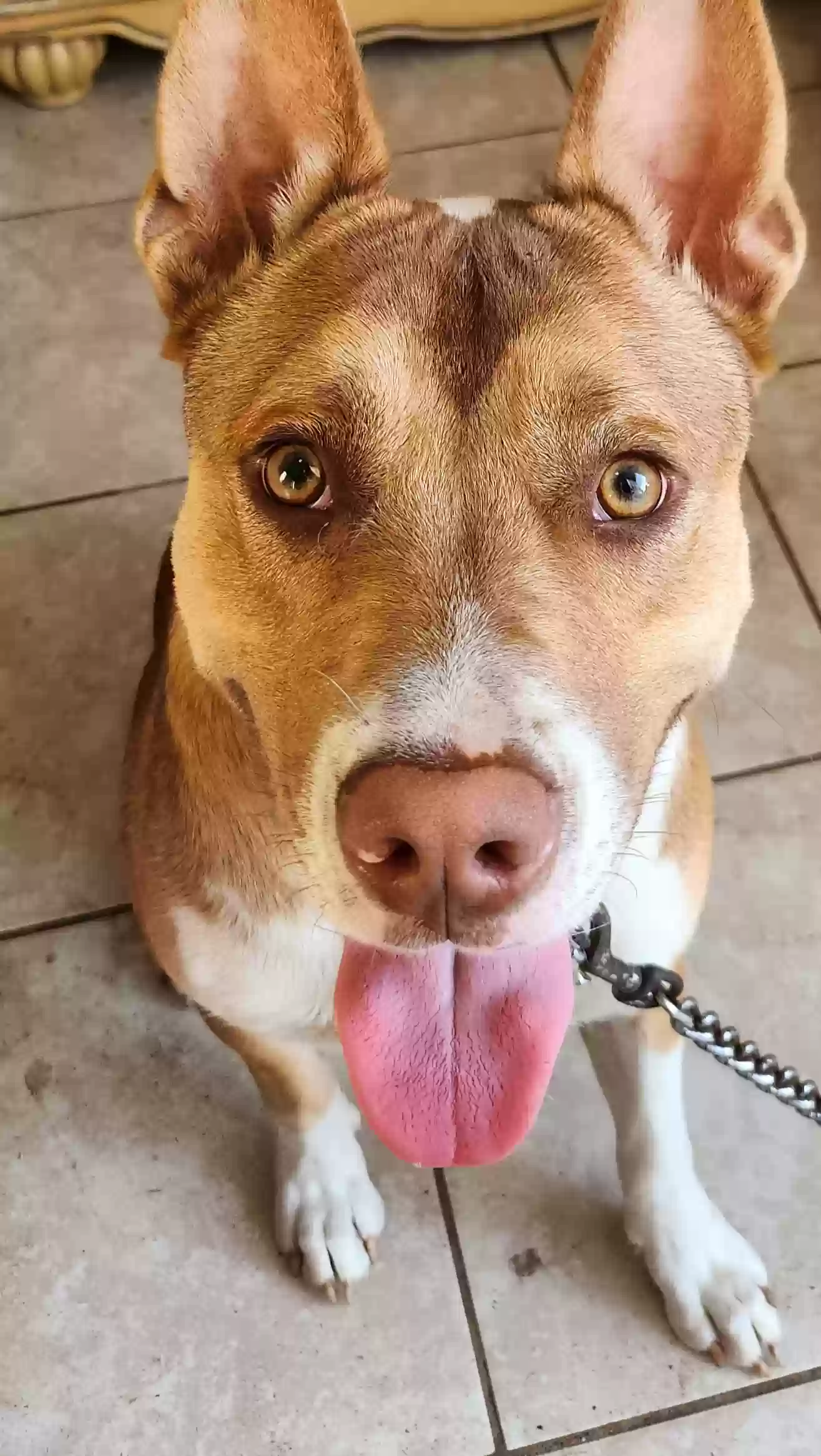 adoptable Dog in Daytona Beach,FL named Moose