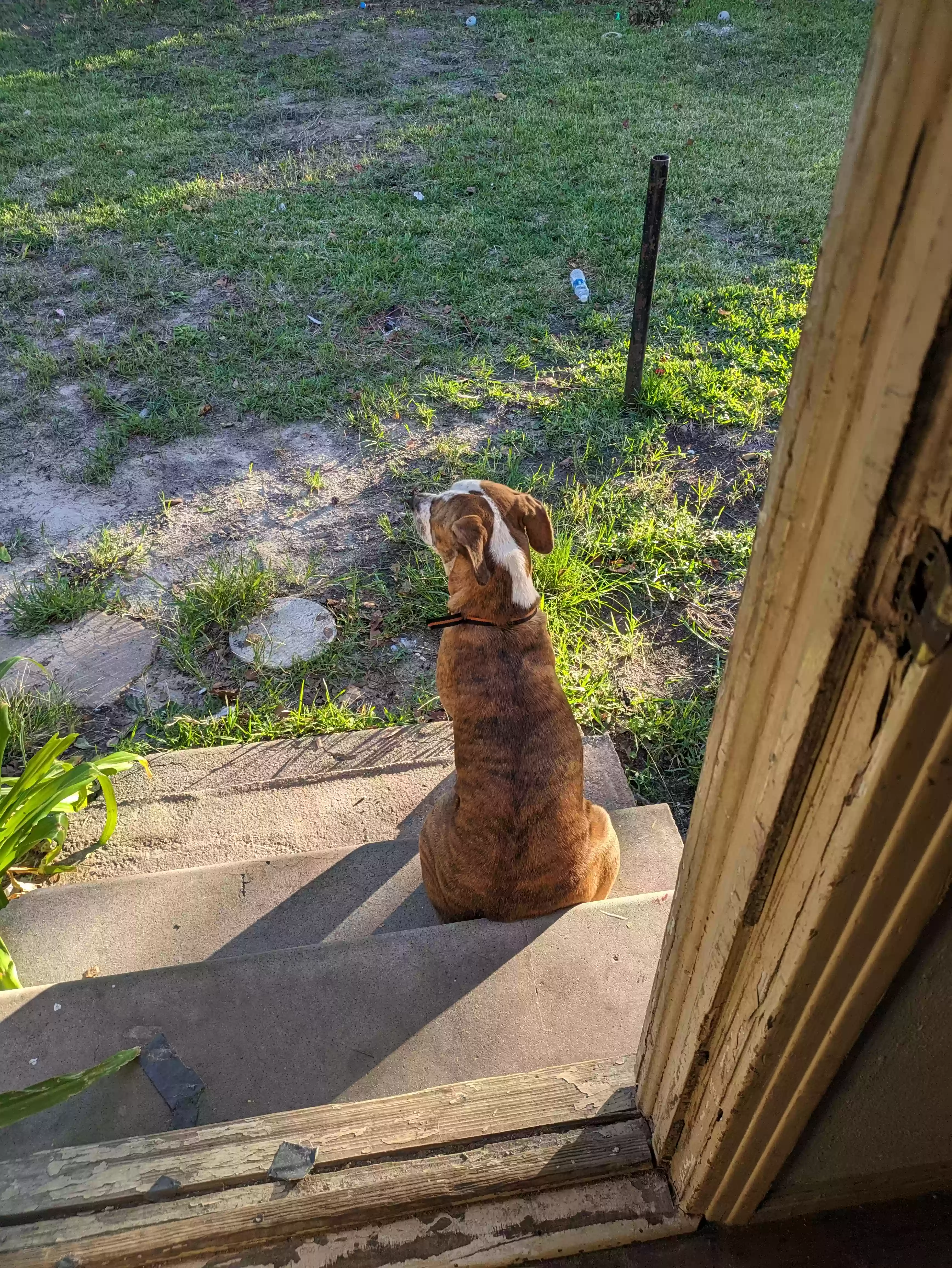 adoptable Dog in Tyler,TX named Enola